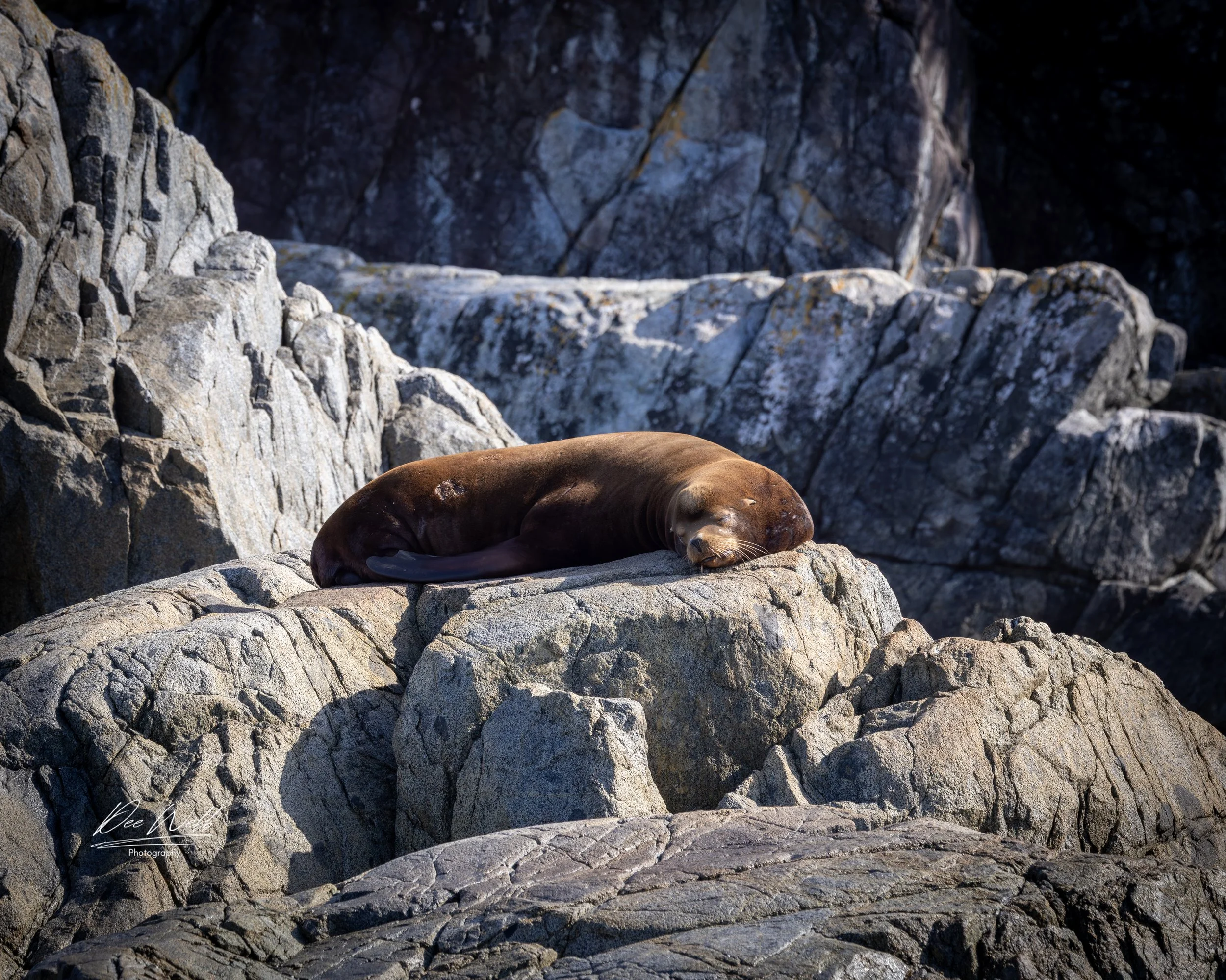 Bamfeild Seals 37.jpg