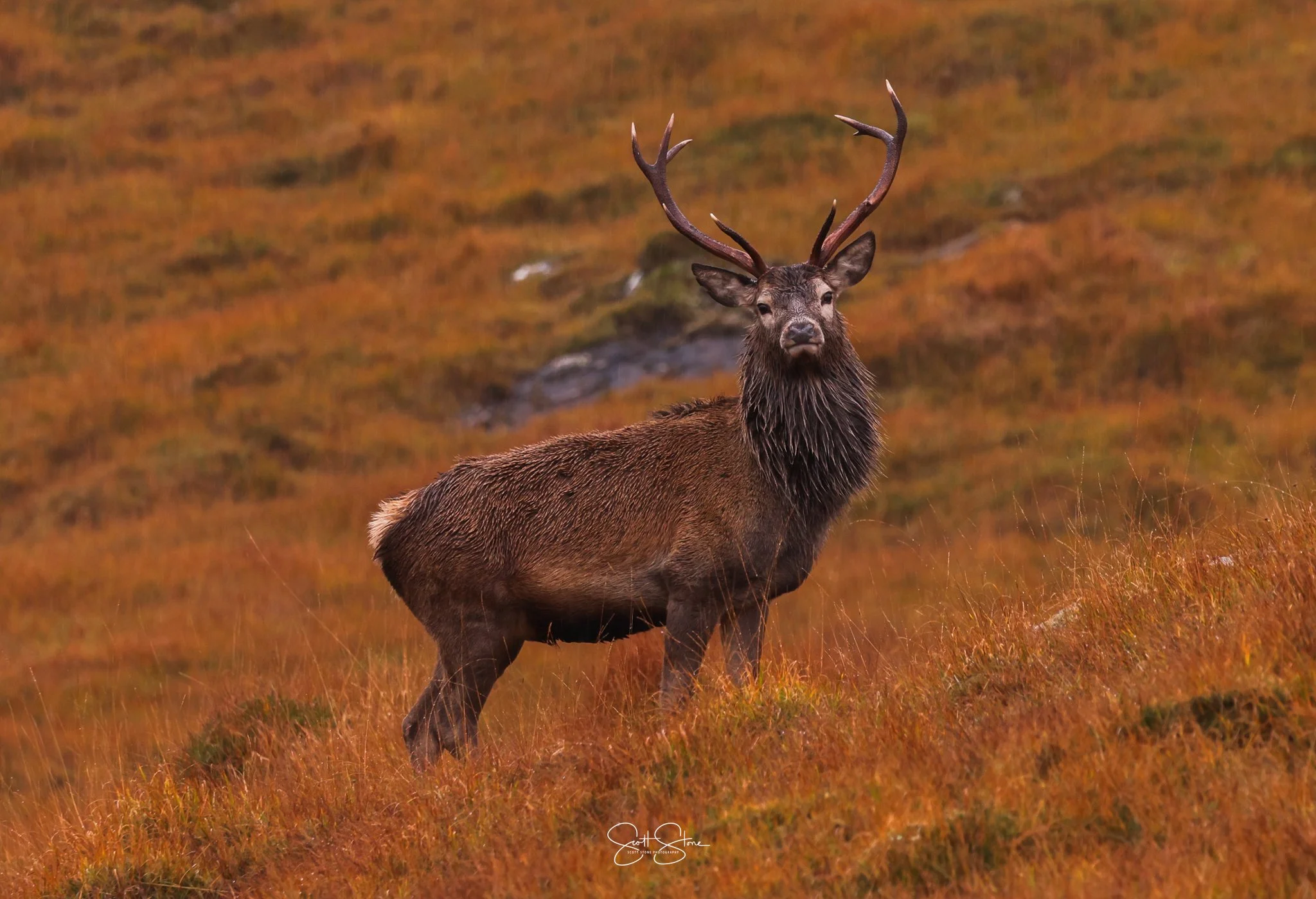 A red deer standing in a grassy landscape with autumn colors and a blurred background.