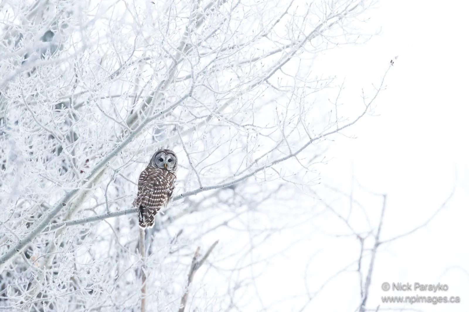 BARRED OWL.jpg
