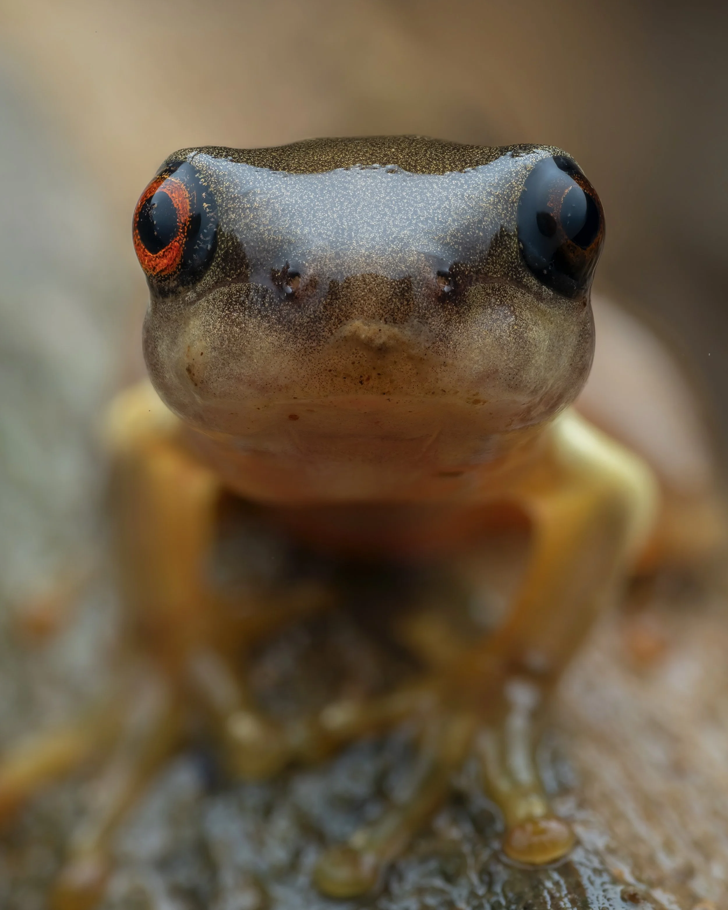 Close-up of a frog with large black and orange eyes, sitting on a textured surface.