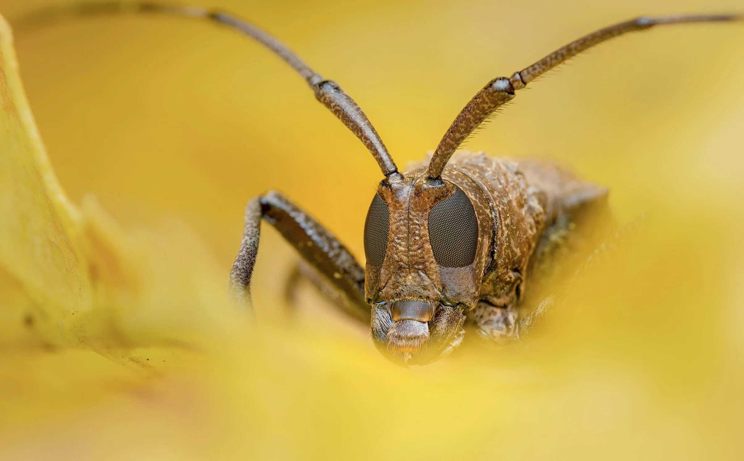 Close-up of a small insect with large compound eyes and long antennae, positioned against a bright yellow background.