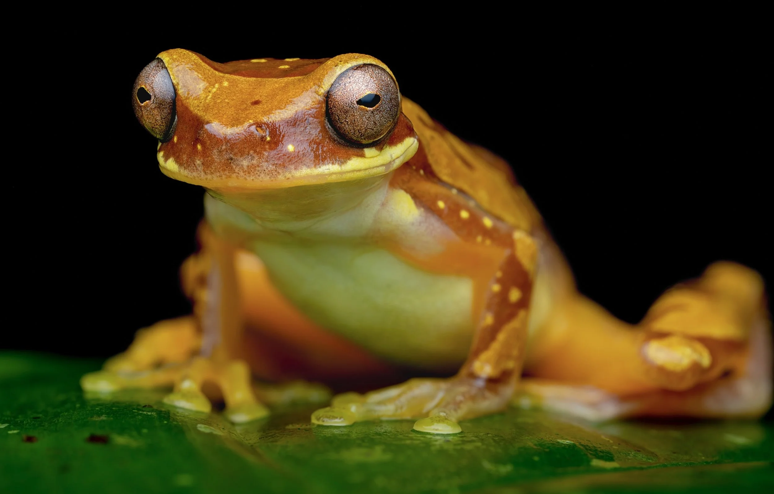 Close-up of a red-eyed tree frog sitting on a green leaf against a black background.