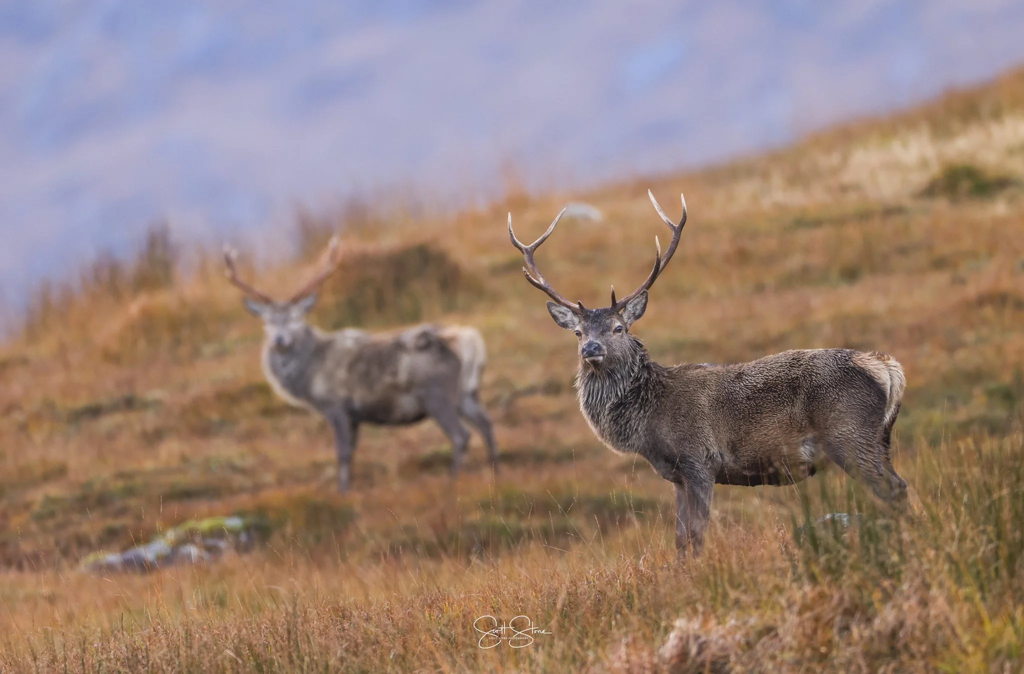 Two elk, one with large antlers, standing in a grassy landscape with hills and cloudy sky in the background.