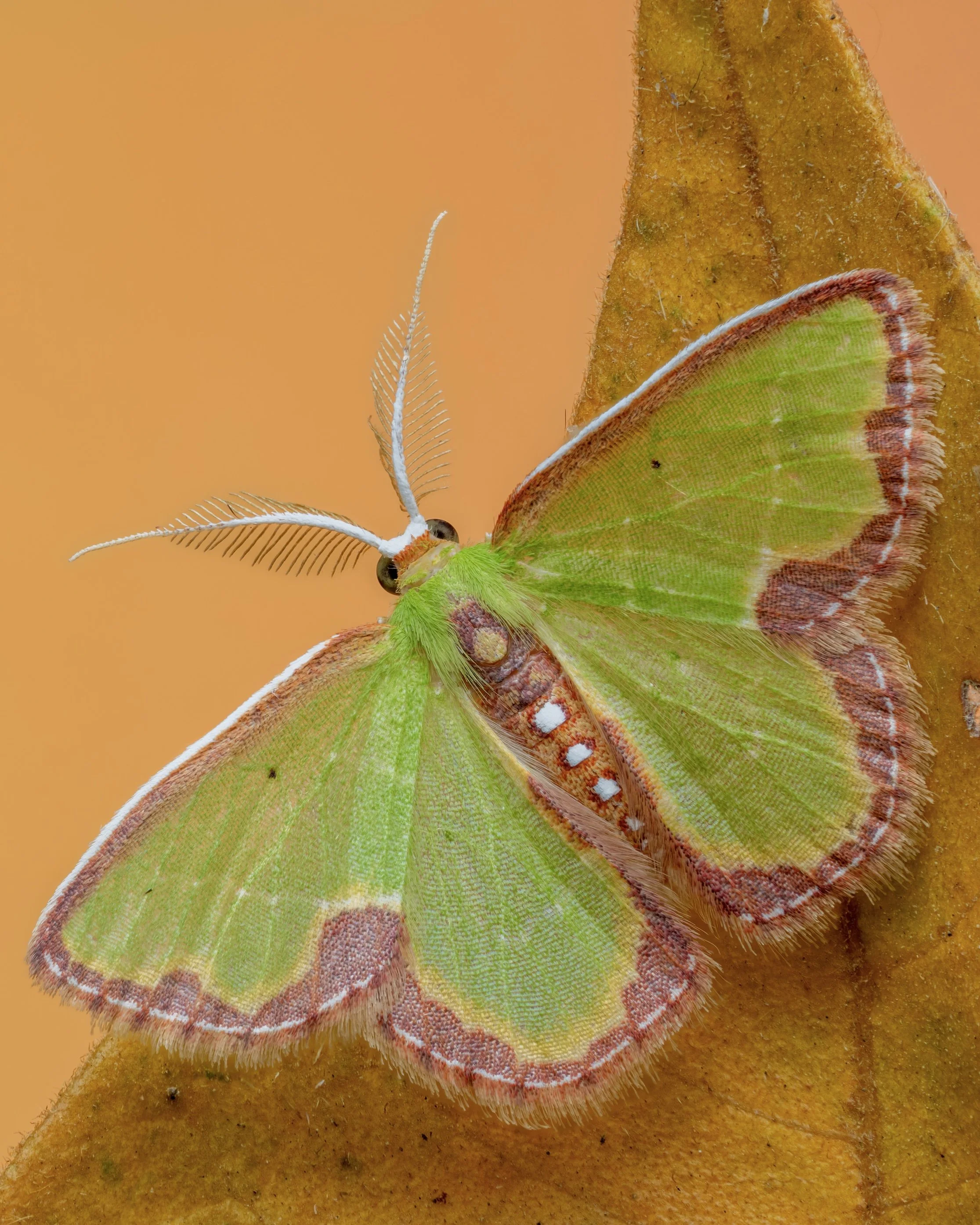 A close-up macro photograph of a green moth with colorful wing patterns, perched on a leaf with an orange background.