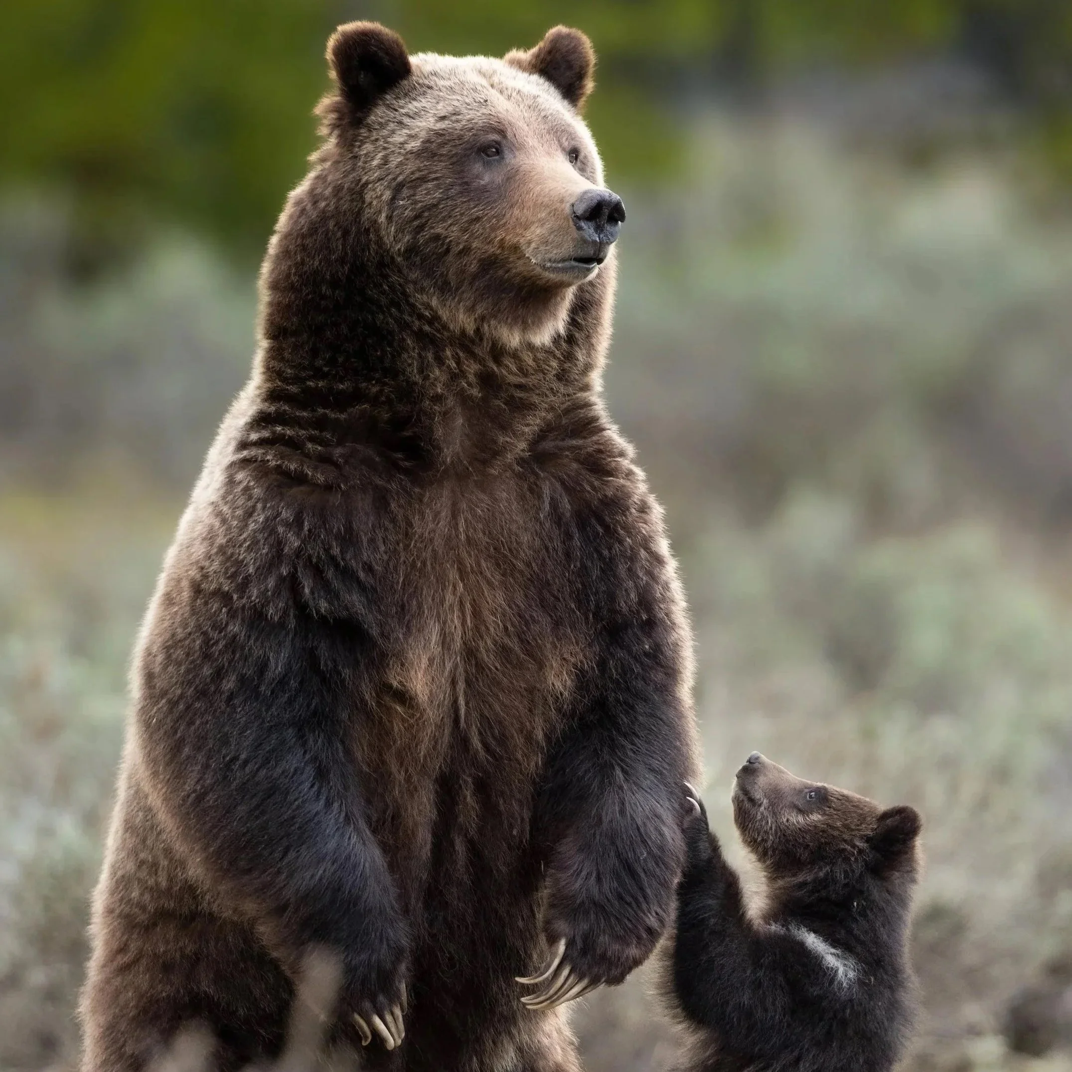 Grand Teton National Park - June 3-7, 2026