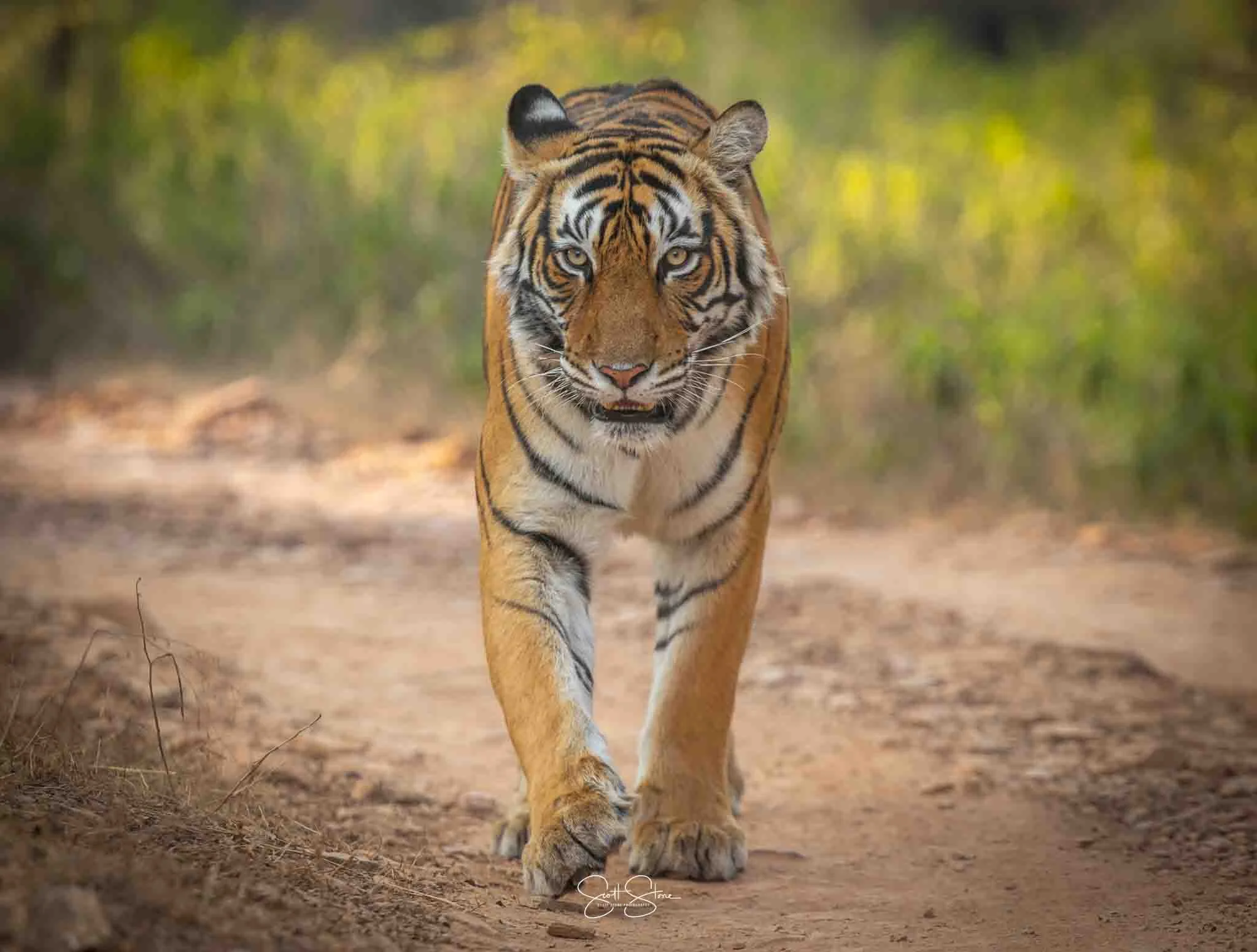 Images courtesy of Scott & Jackie Stone