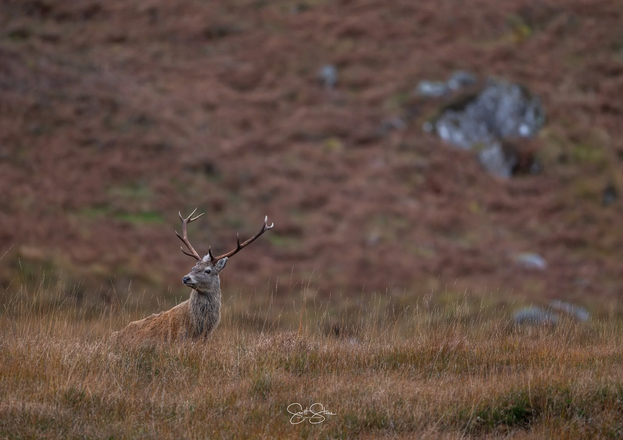 A majestic red deer stag with large antlers sitting in a grassy field with a blurred hillside in the background.