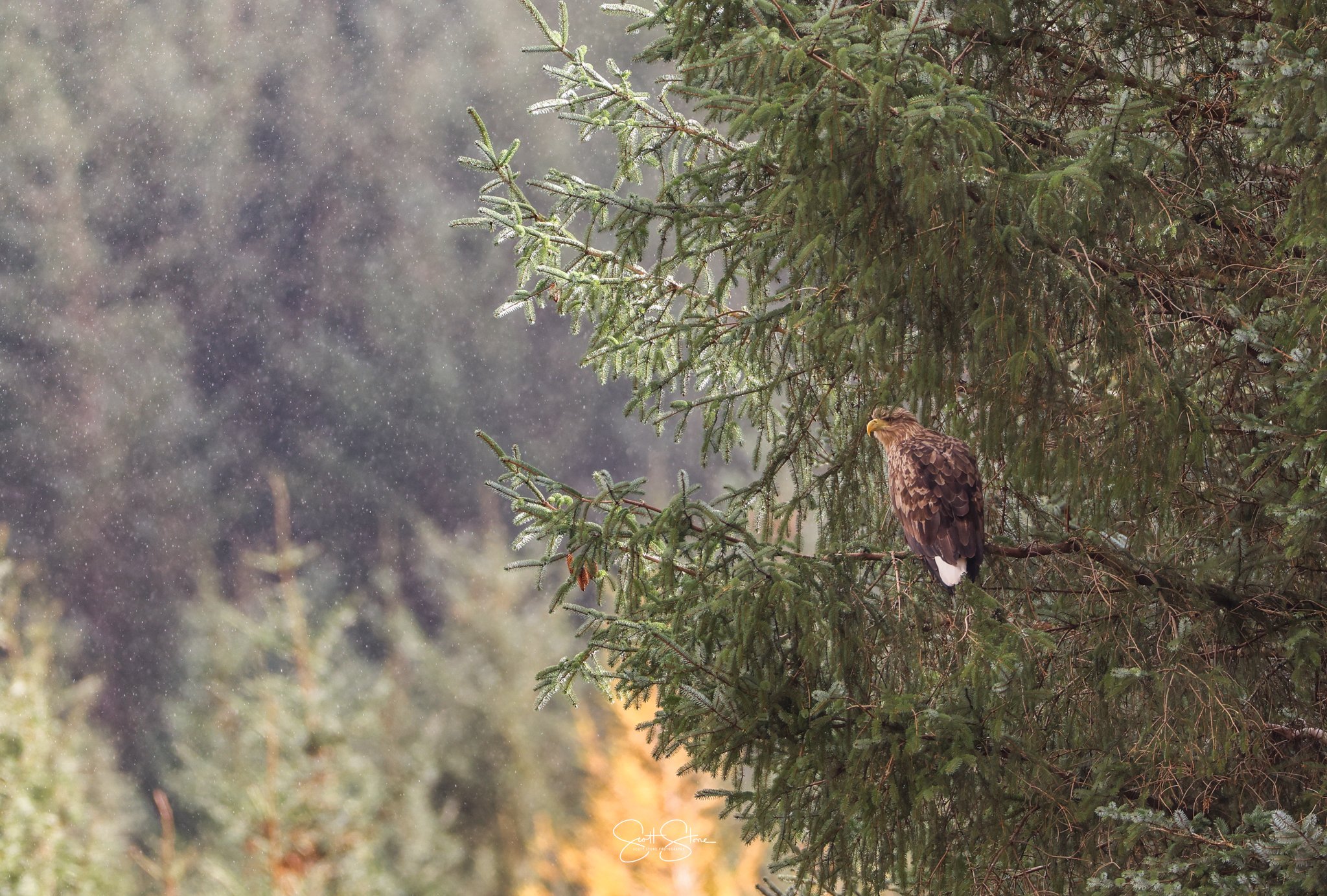 A bird of prey perched on a tree branch in a forested area during rain.