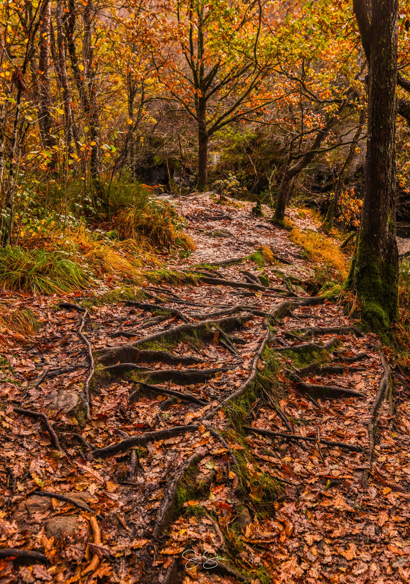 A forest trail covered in fallen autumn leaves and exposed tree roots, surrounded by trees with orange and yellow foliage.
