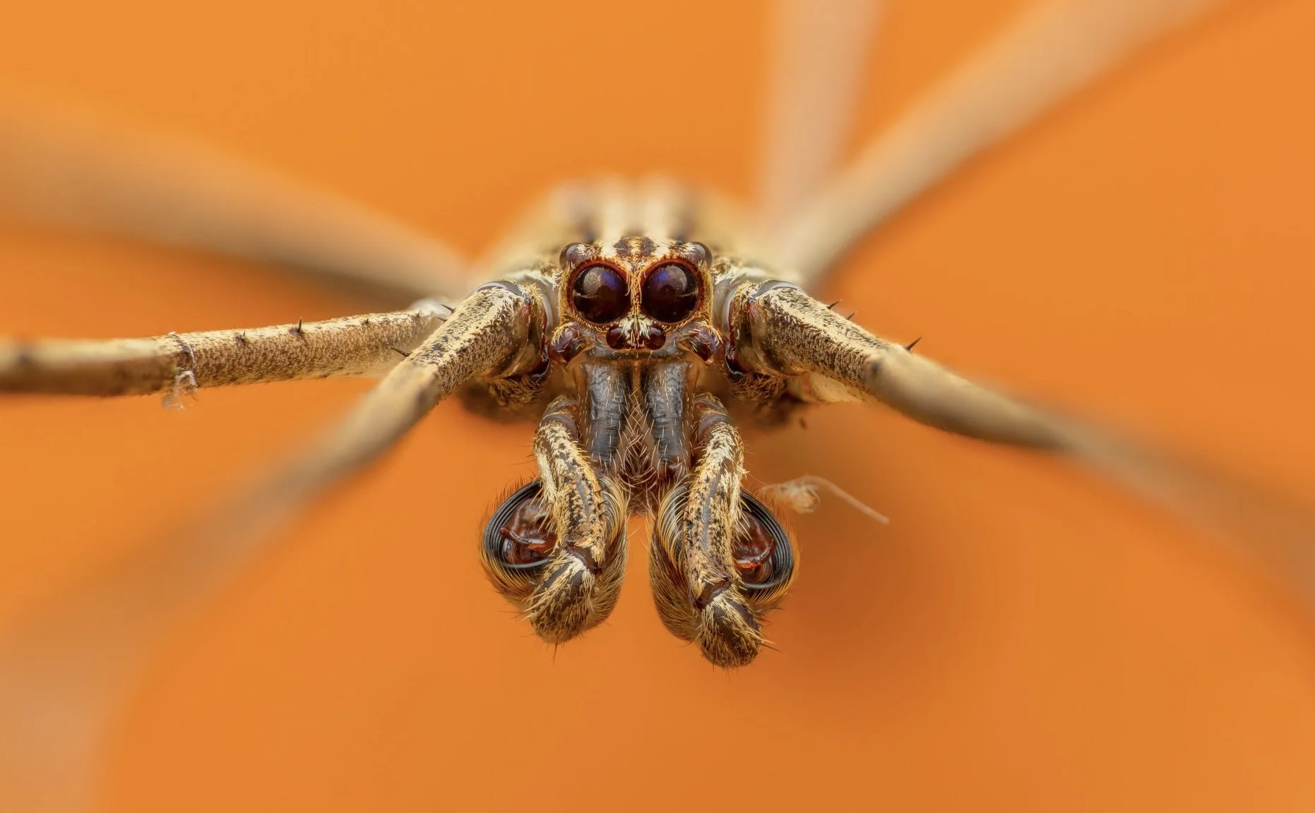 Close-up of a spider wrapping an insect with an orange background.
