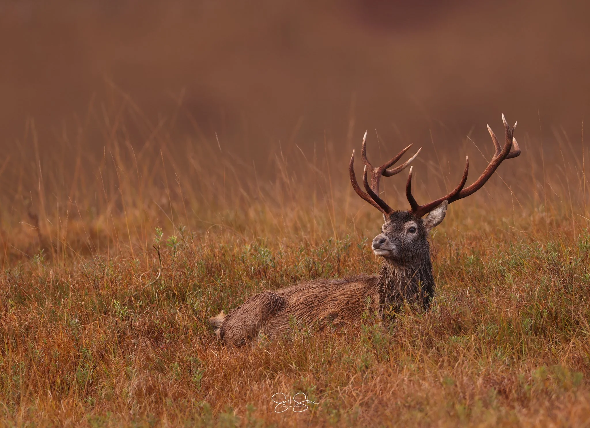 A majestic stag with large, branching antlers lying in tall, orange-brown grass in a misty wilderness.