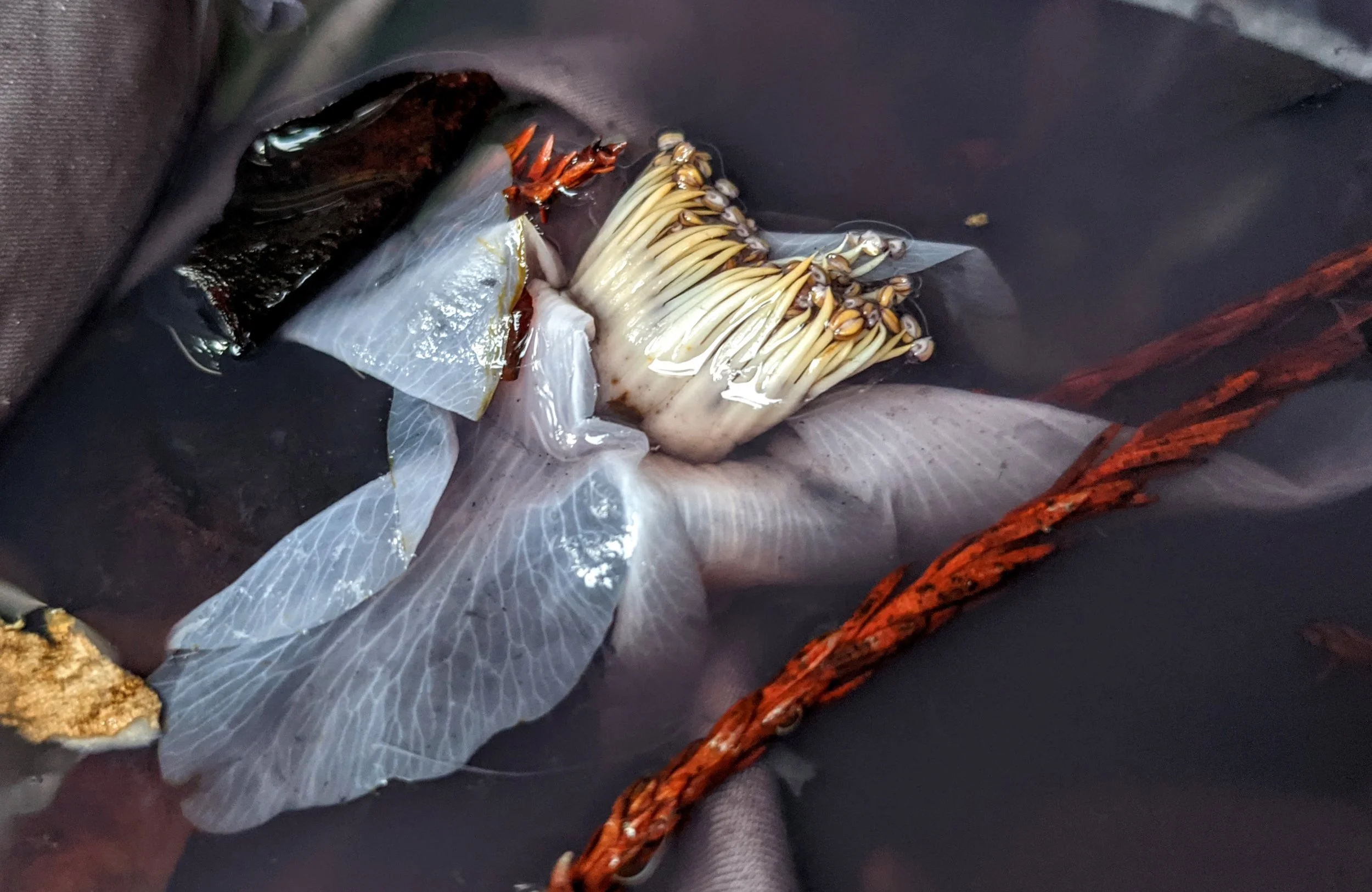 botanical illustration