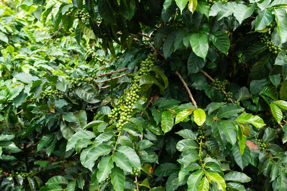 Caturra+chiroso+tree.jpeg