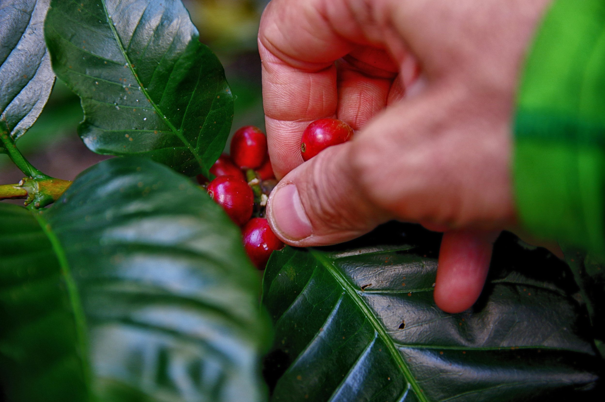 pexels-bayawe-coffee-nomad-456337-1187761.jpg