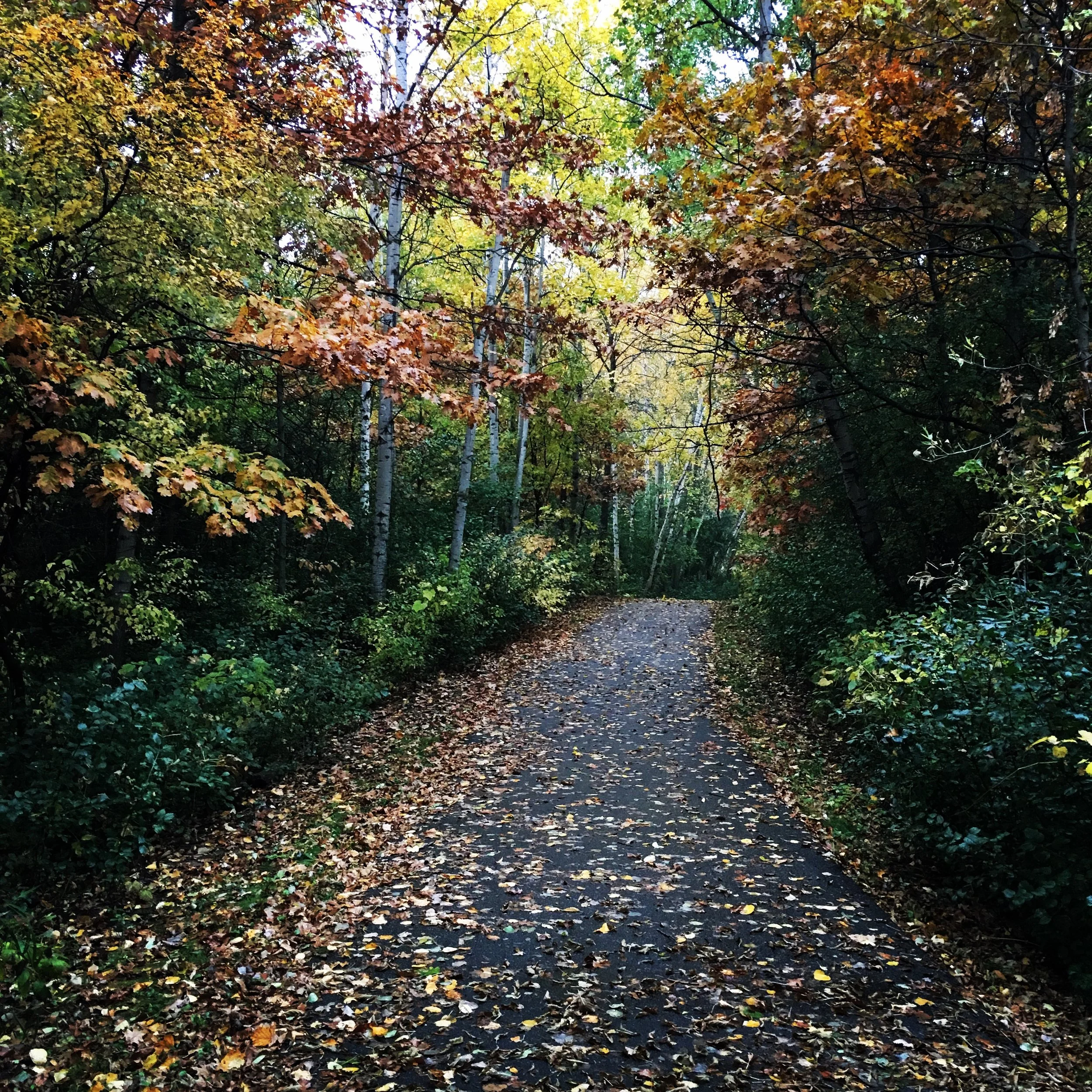 Wooded path in autumn with fallen leaves and colorful trees