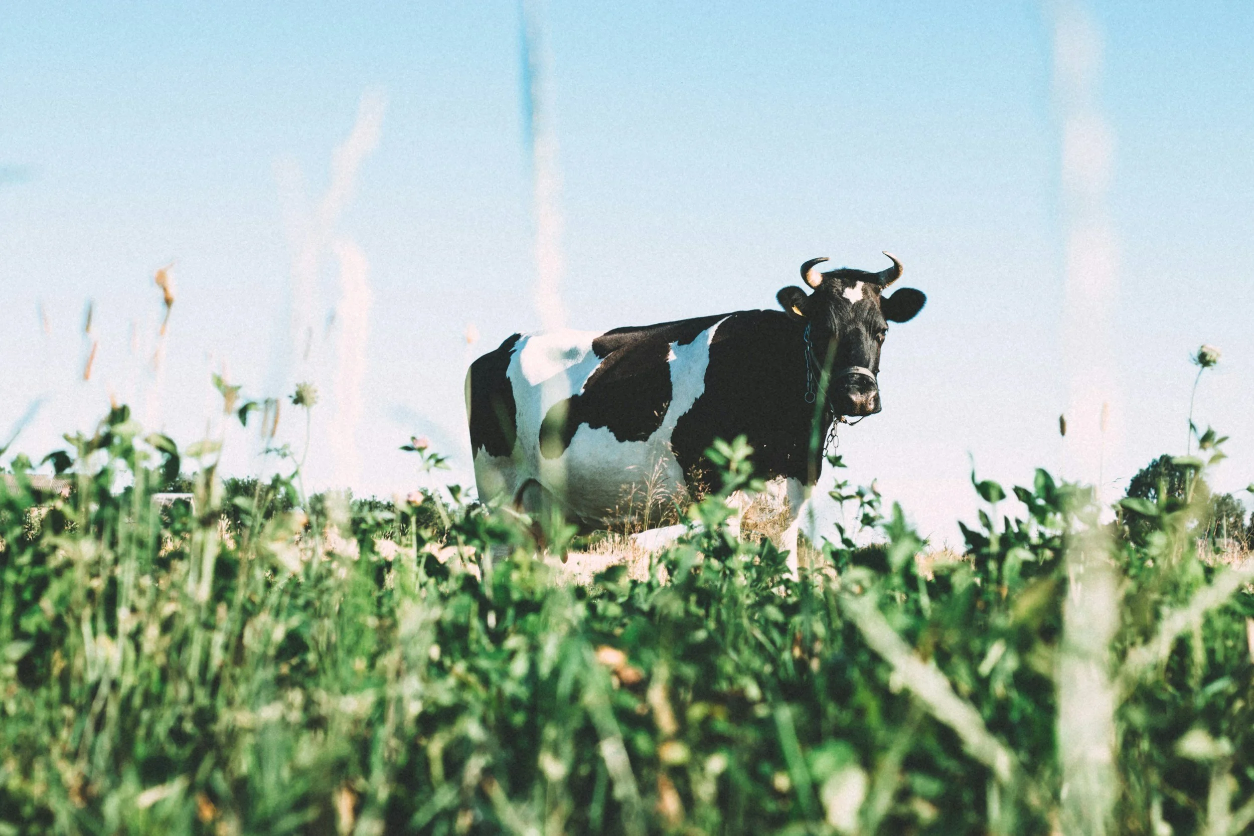 Is Whole Milk Making a Comeback?