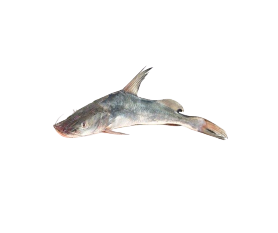 Frozen Ayer Fish 1.5kg - 2.5kg I Cut