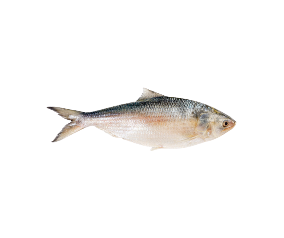 Frozen Hilsha Fish 1200-1500g i Cut