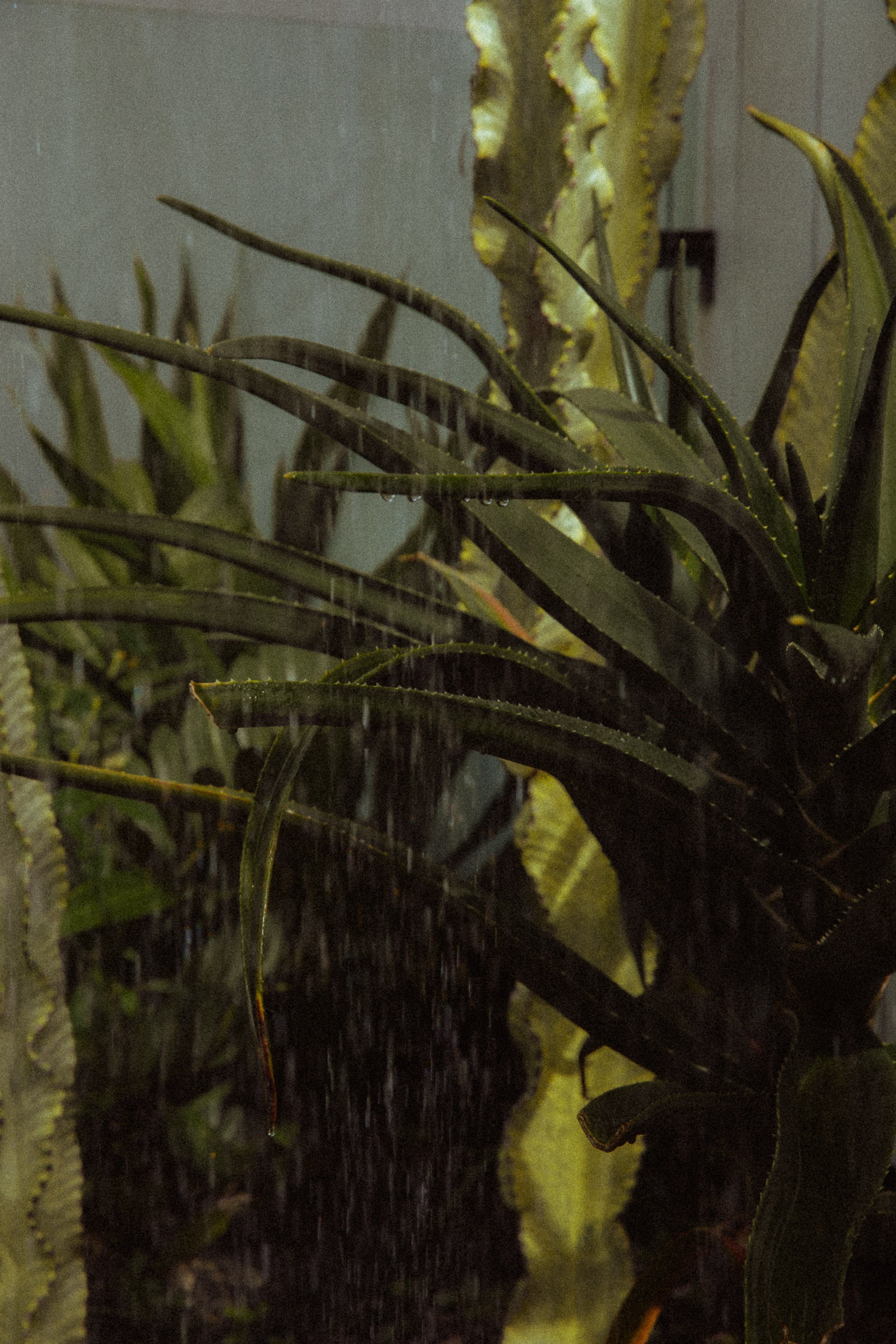 Indoor plants with water dripping down, featuring spiky green leaves.