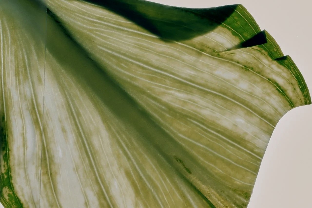 Two large seashells connected to a wire against a black background