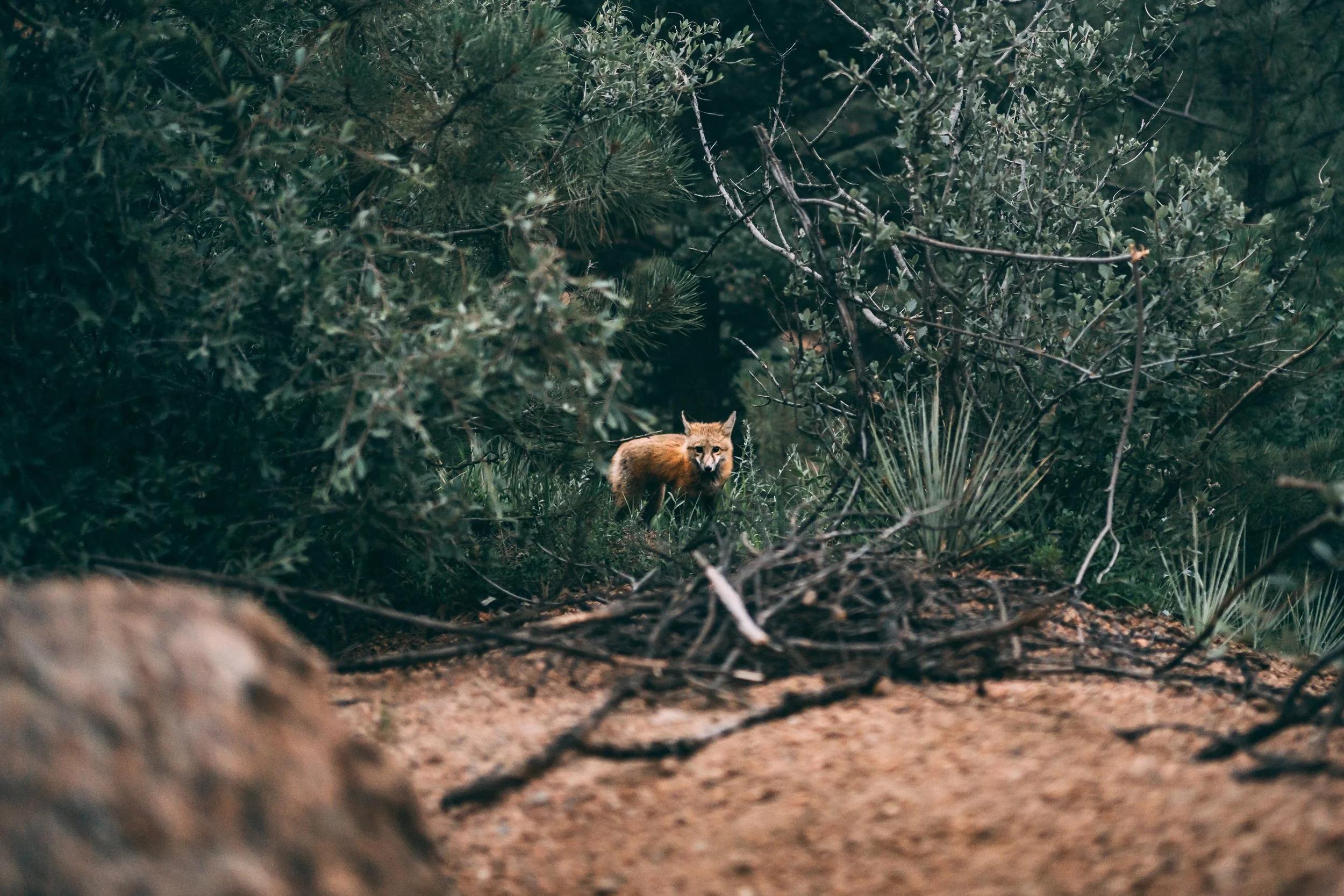 Kevin J. Rose - Fox 2.jpg