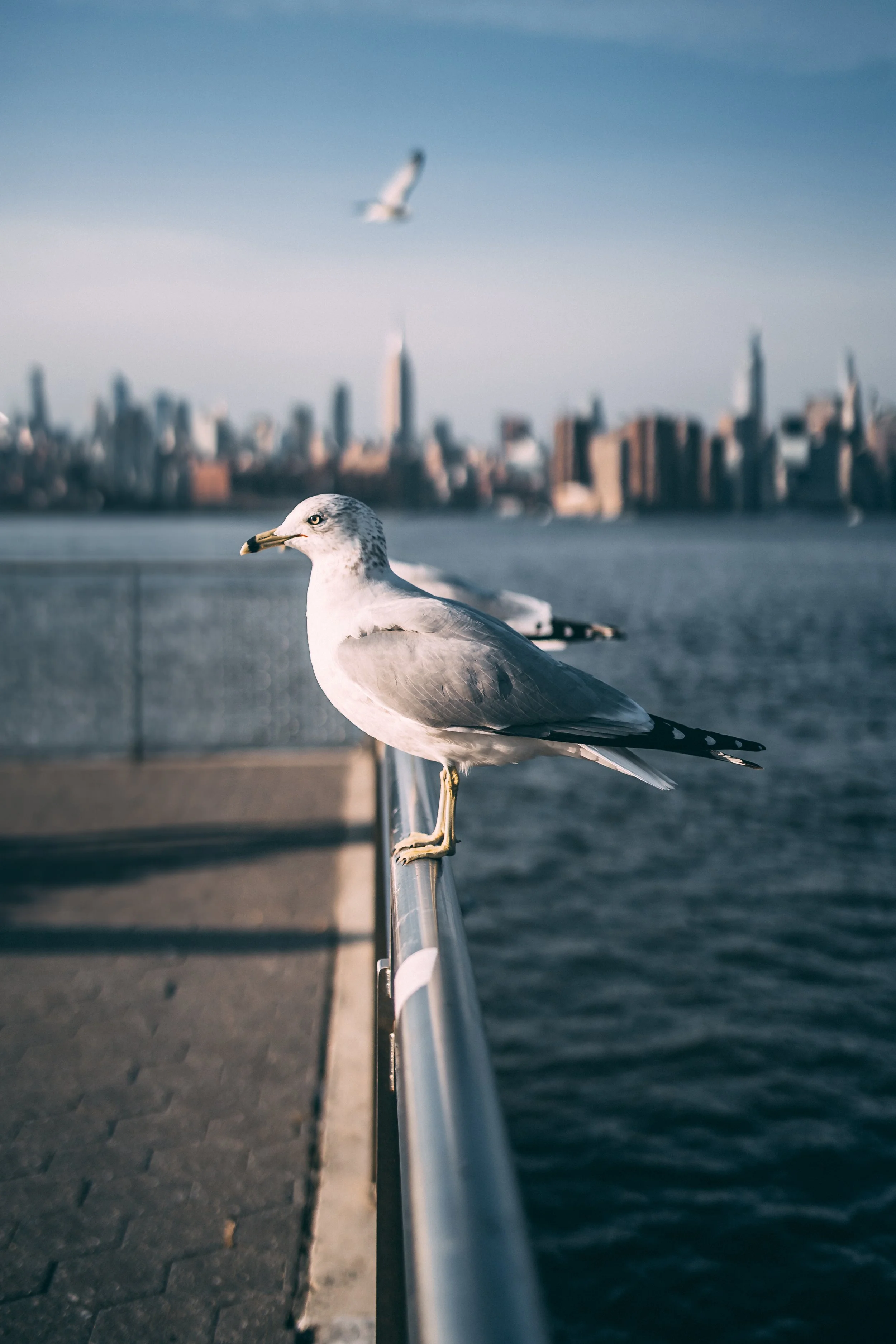 NYC Gull