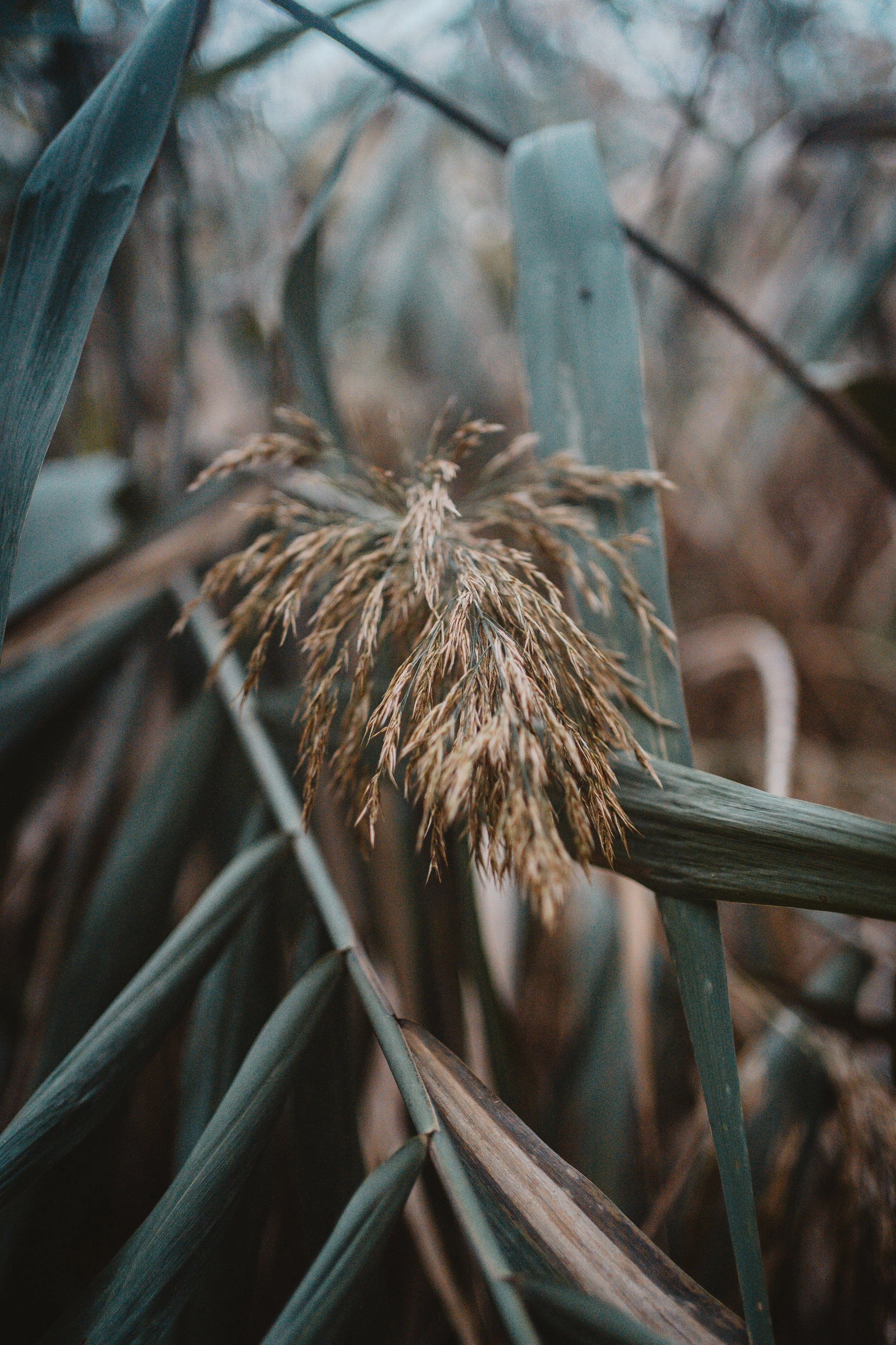 Kevin J. Rose - Grass.jpeg