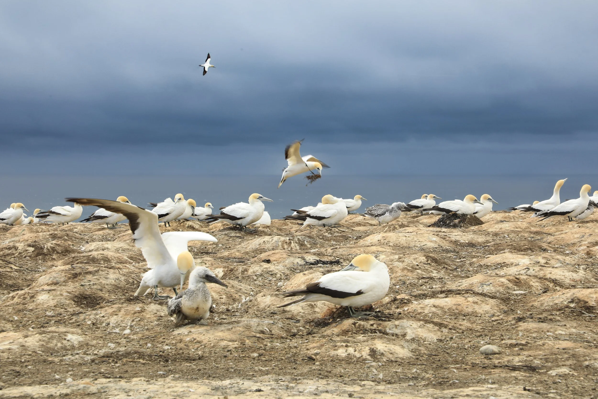 Cape Kidnappers, Hawkes Bay.jpg