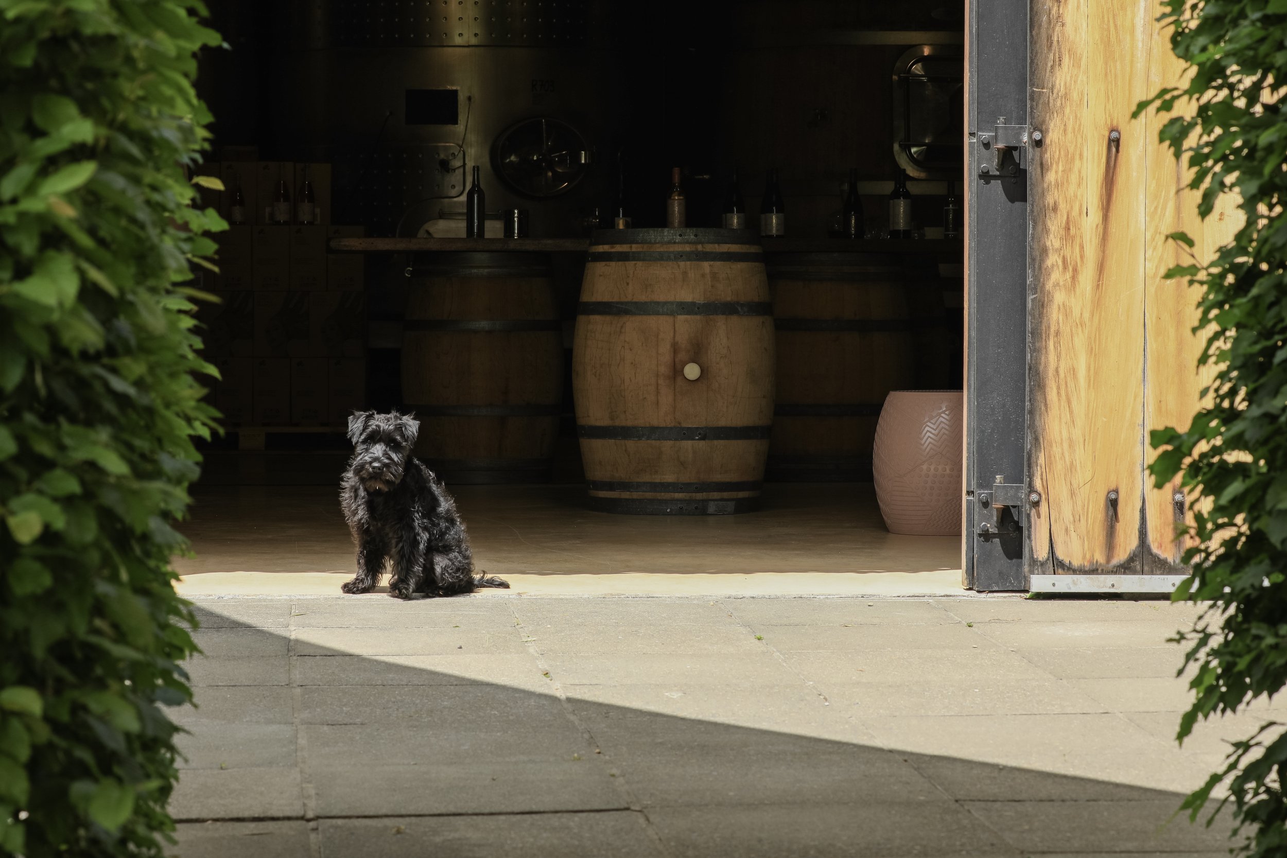 Rupert @ Alpha Domus Winery.jpg
