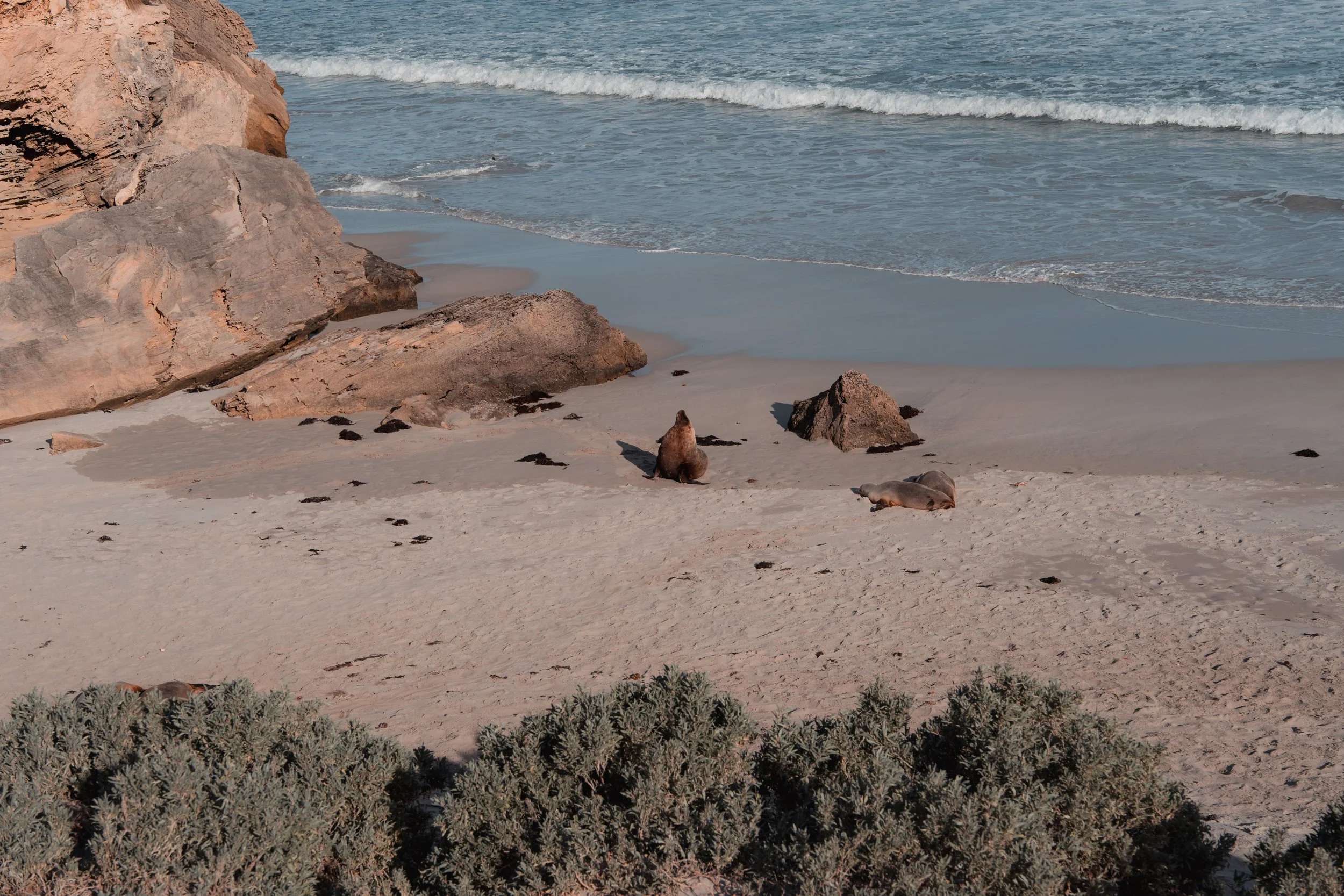 2026_07_21_KangarooIsland_SealBay_Seals_Edited_Portrait_Feature.jpg