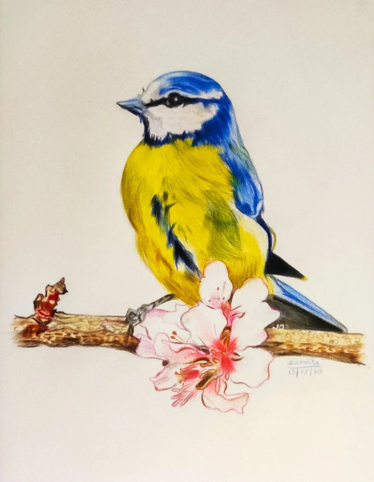 'Yellow Blue Bird' | A3 Size | Colour Pencils on Paper | Reference Picture Internet