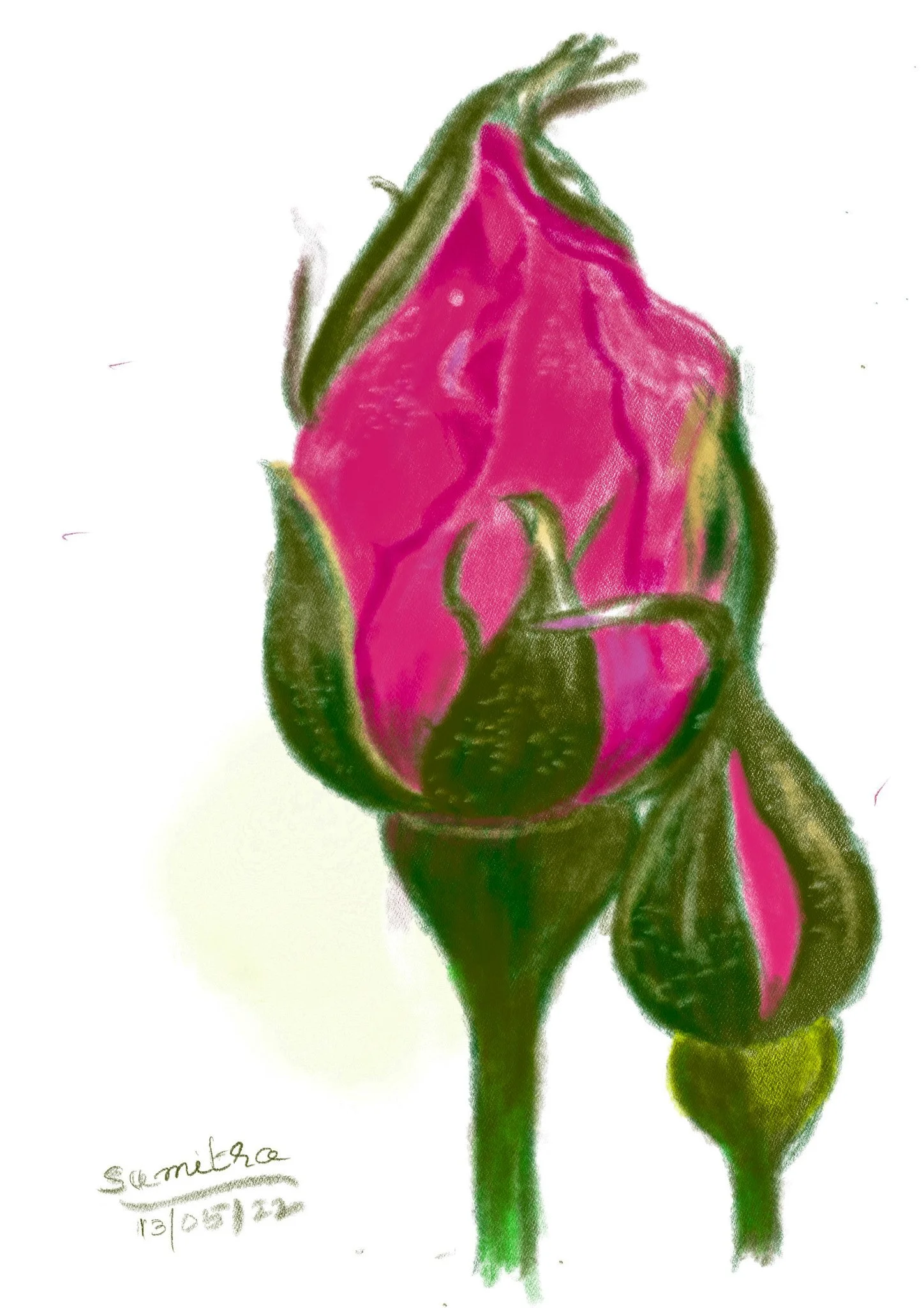 'Blooming Beauty' | Digital Pencils on Procreate App | Still Life Series