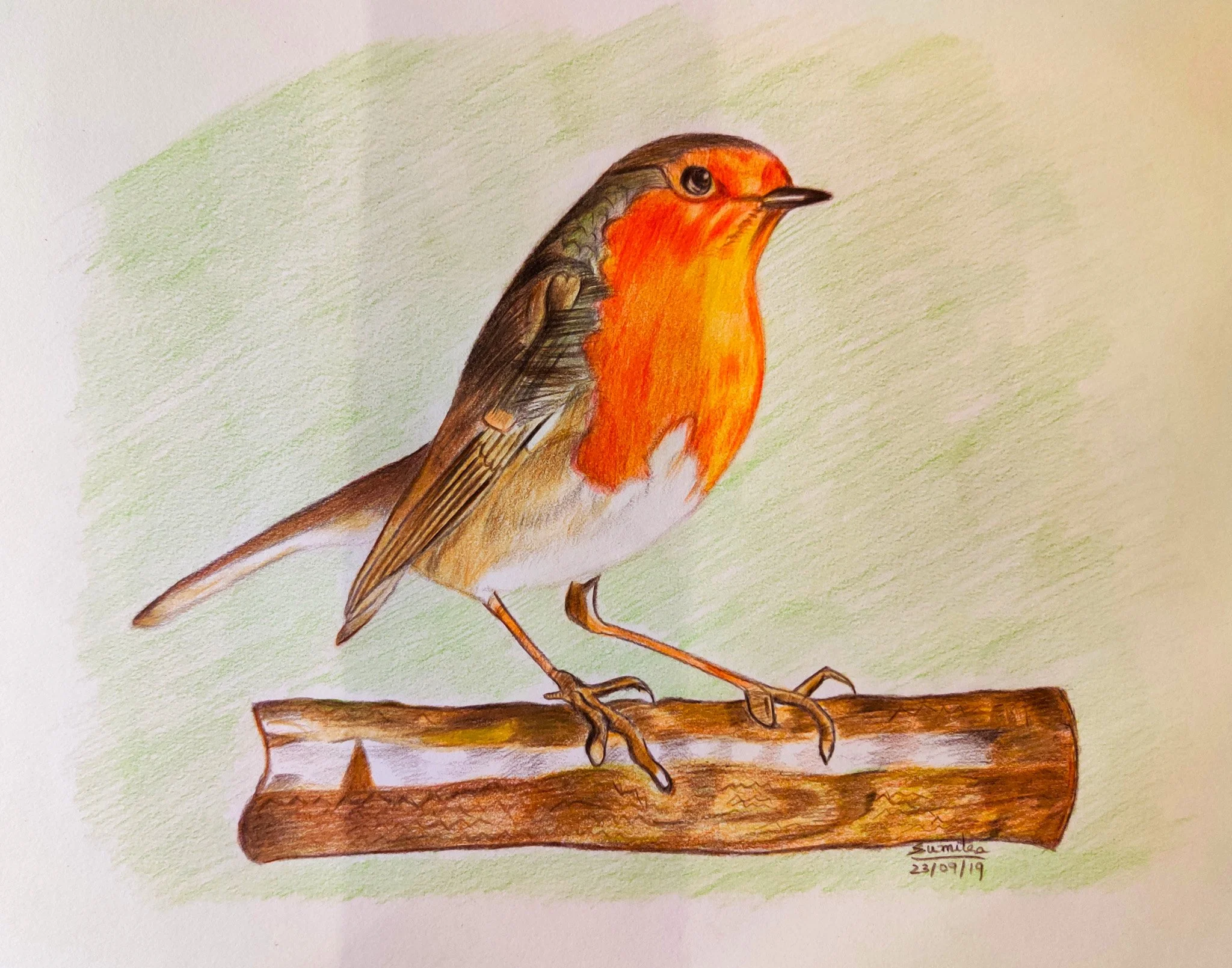 'Red-Neck Sparrow' | A3 Size | Colour Pencils on Paper | Animal Series 