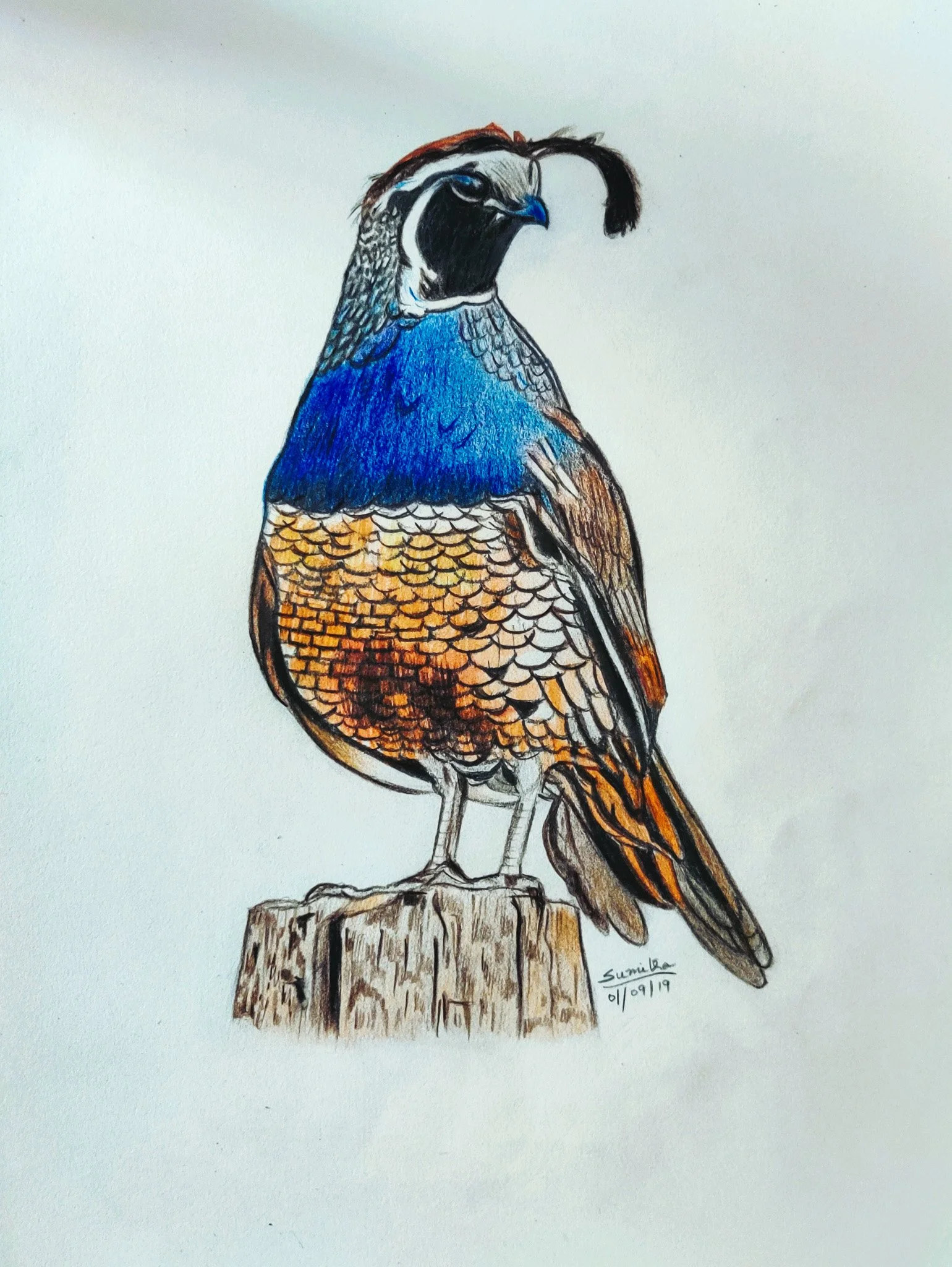 'Greyish-Blue Scaly Quail' | A3 Size | Colour Pencils on Paper | Animal Series 
