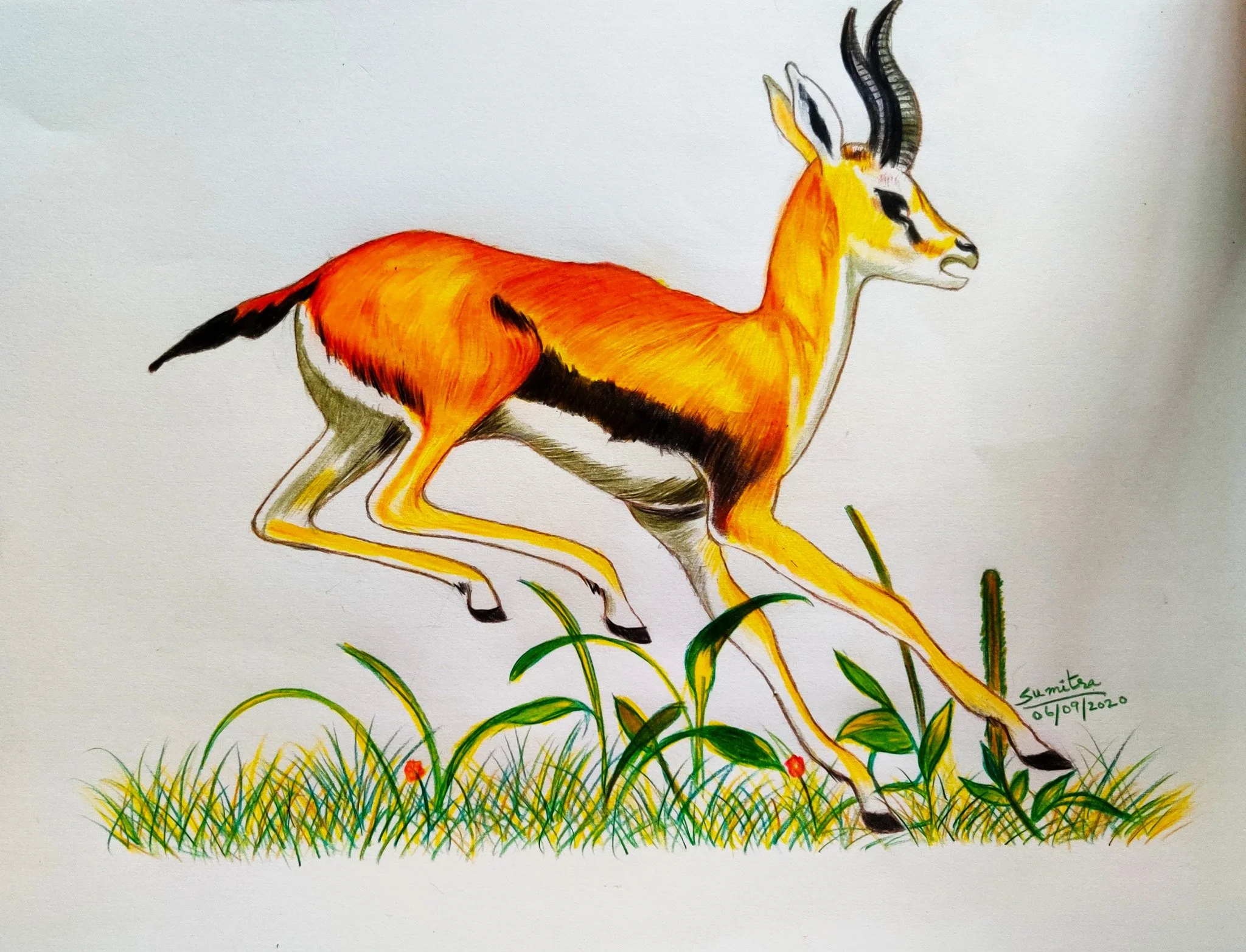 'Swift & Light-footed' | 11 x 14 inches | Colour Pencils on Paper | Animal Series 