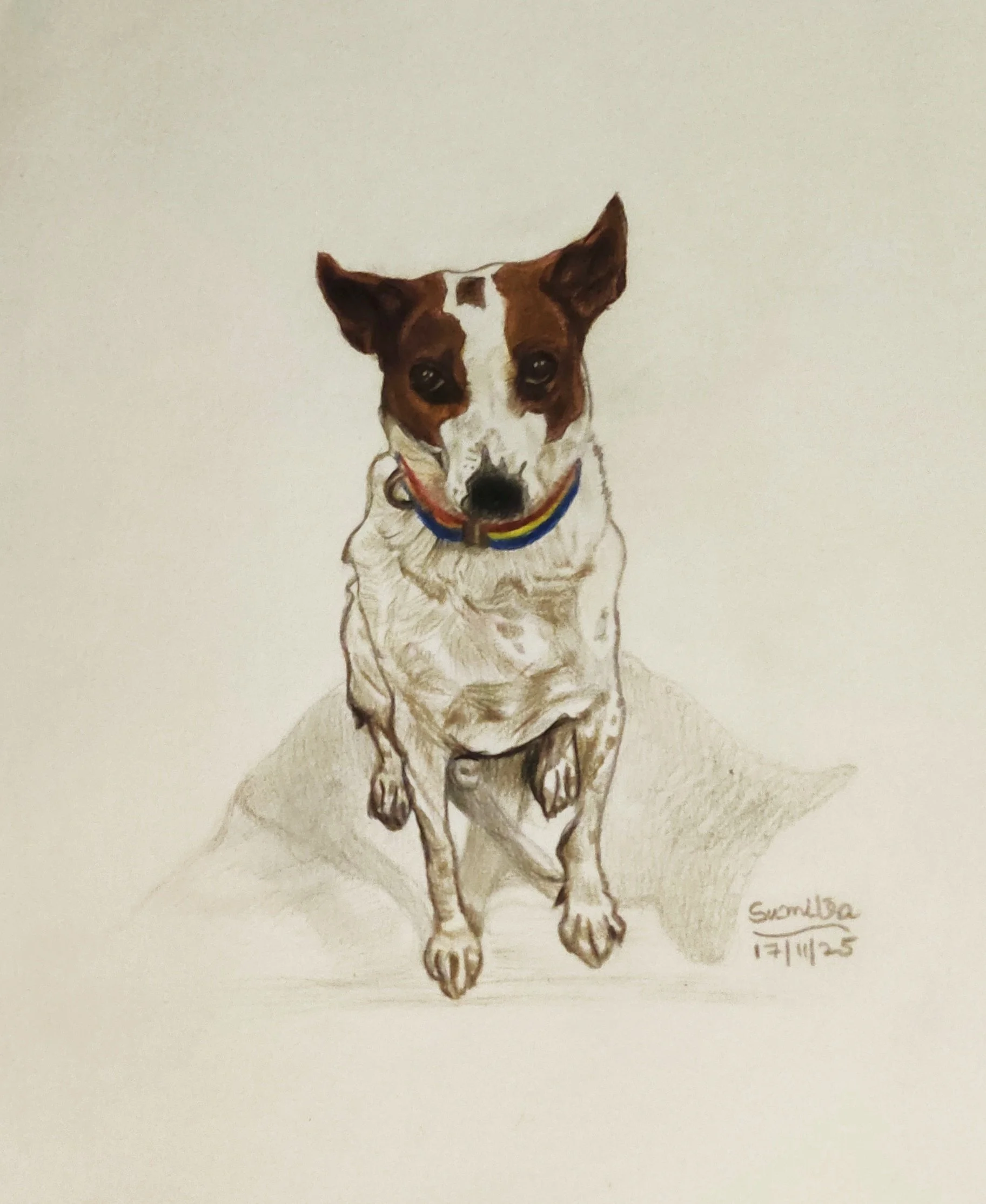 Customized pet prtrait. Colour pencils on A3 size paper