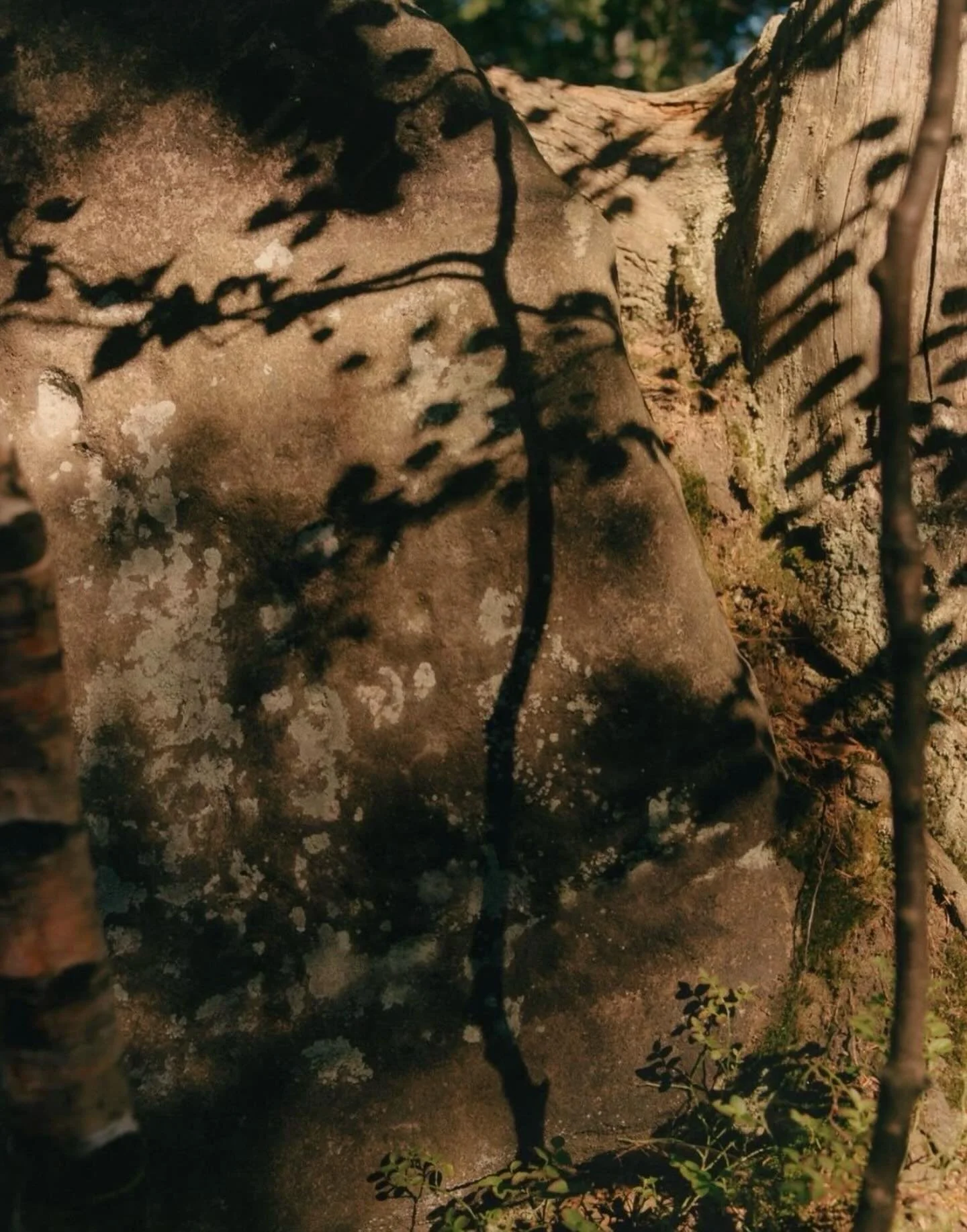 Honor winter.
Rest without guilt.
Dream without pressure.
Your rebirth comes with Spring.

𓆙 ~ ☾ ~ 𓆙

Reject linear time.
Return to Nature&rsquo;s pace 

#WinterWisdom #SacredSeasons #SlowLiving
#SeasonalRituals #NatureRhythm