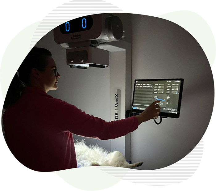 Radiografie caine clinica veterinara Vasi-Vet Botosani