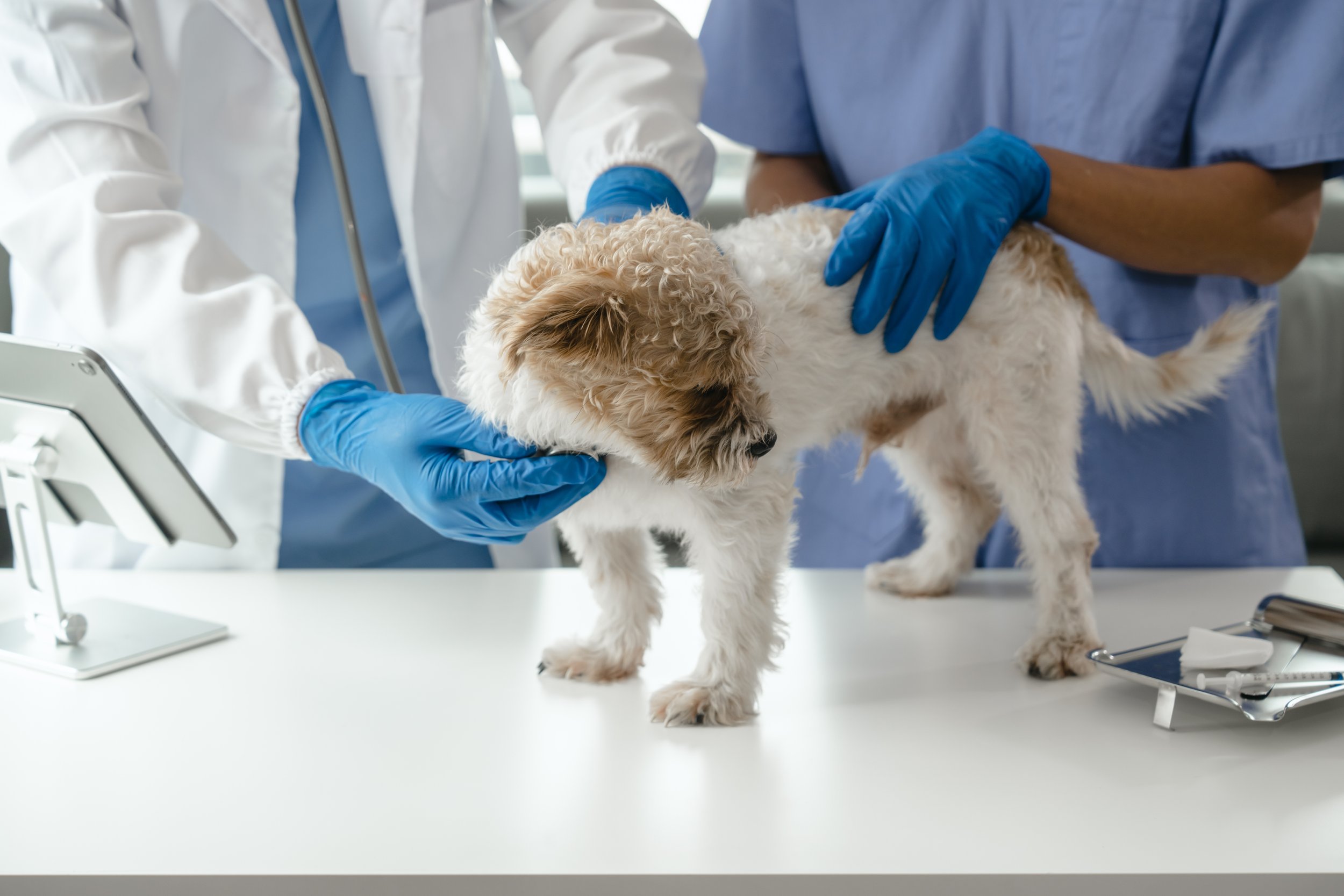 Vărsăturile la câini și pisici: Ce afecțiuni se pot ascunde în spatele lor și când să mergi la medicul veterinar