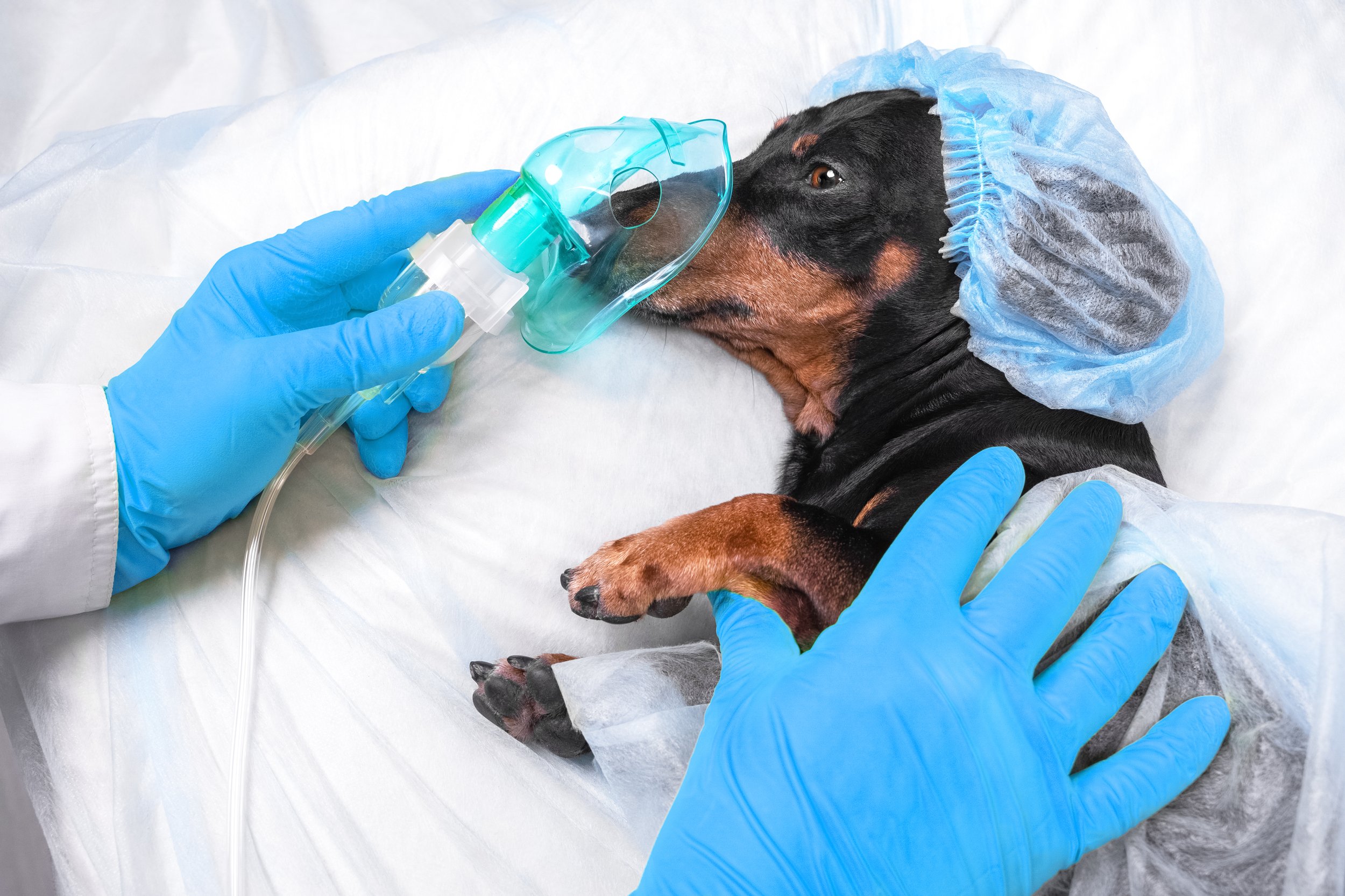 Anestezia generală la câini și pisici: tot ce trebuie să știi pentru siguranța animalului tău