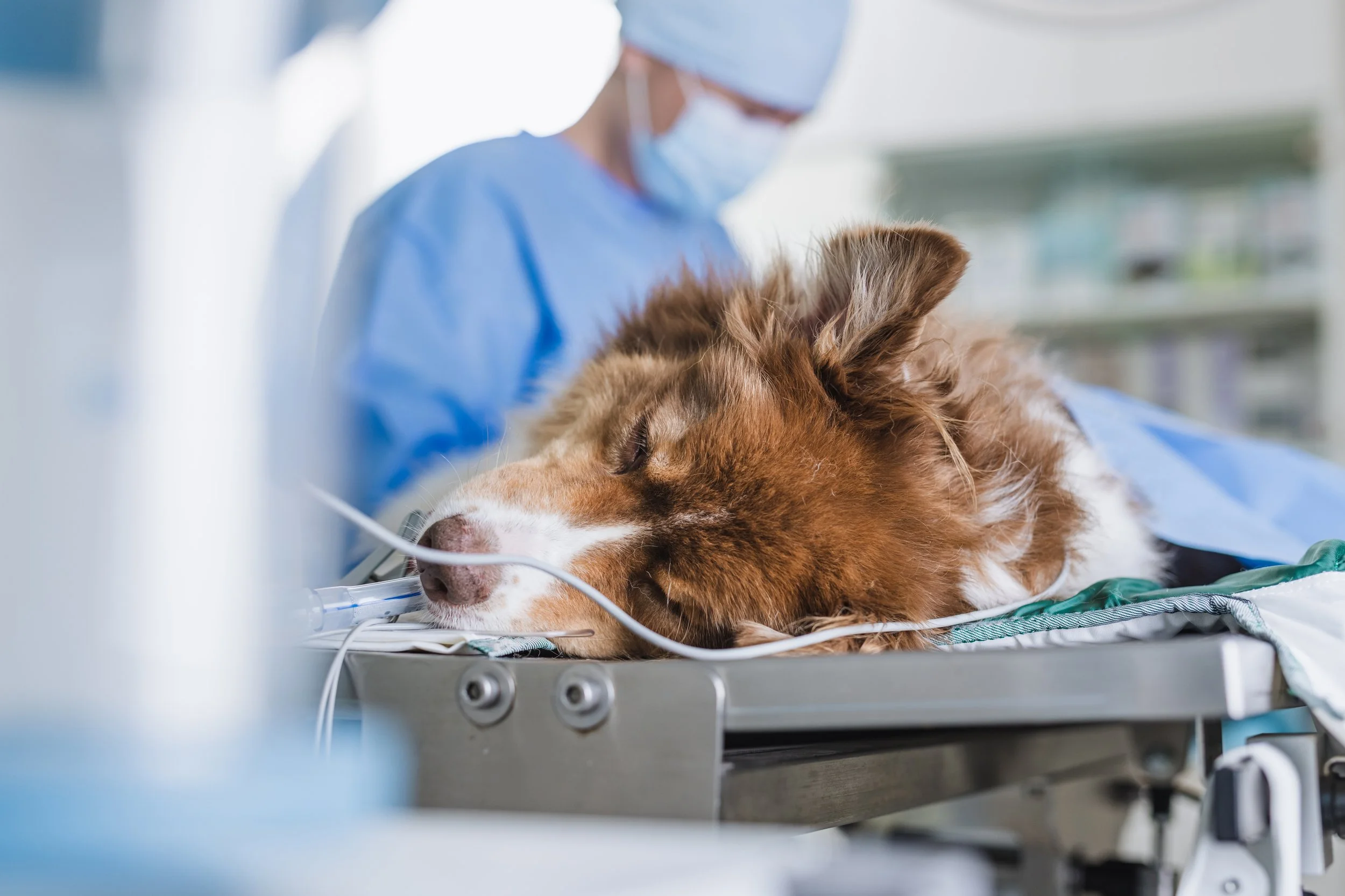 Operație veterinară programată? Iată cum îți pregătești câinele sau pisica pentru internare