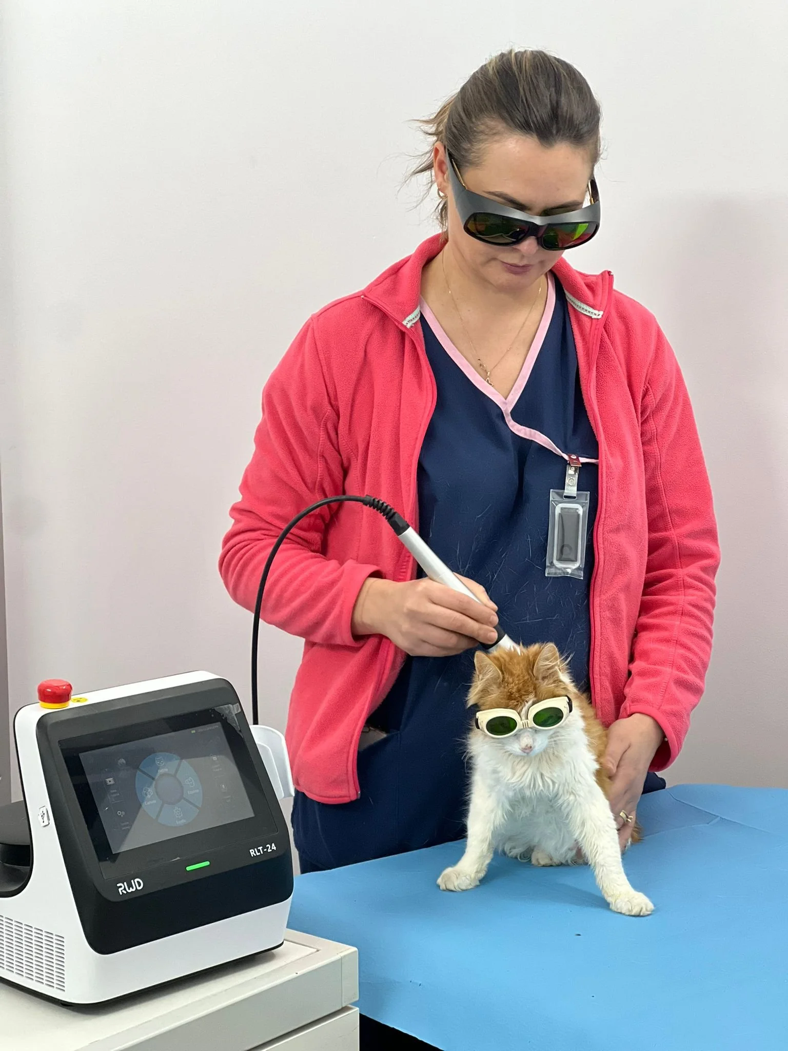 Laserterapie veterinară: ce este, cum funcționează și pentru ce afecțiuni este recomandată