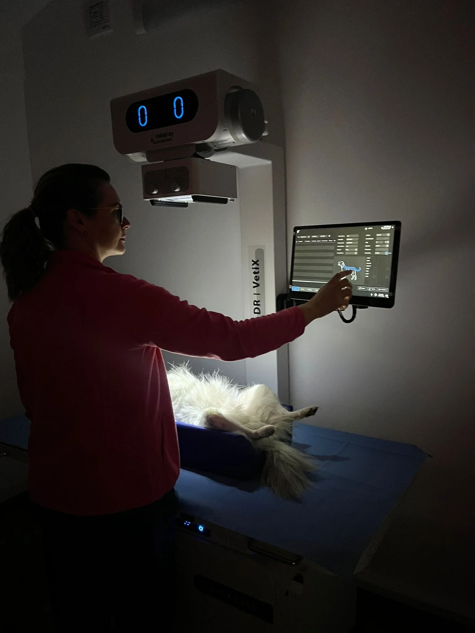 Radiografie veterinară: ce este, când se recomandă și de ce este esențială pentru un diagnostic corect