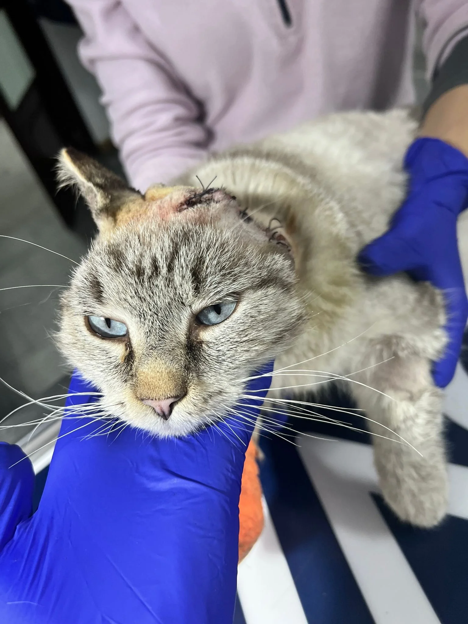 Importanța diagnosticării timpurii și a chirurgiei oncologice la animale