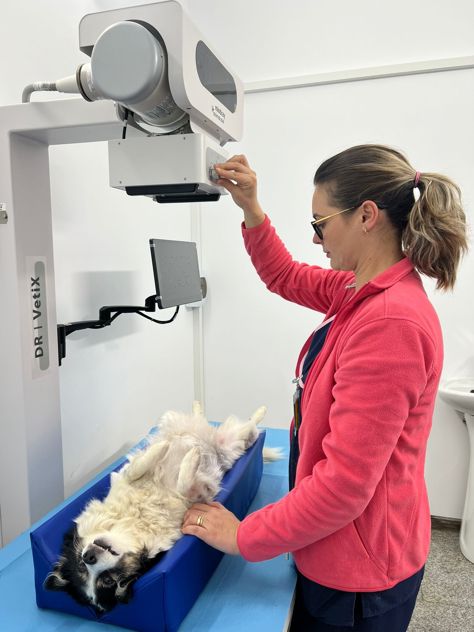 Displazia de șold la câine – ce trebuie să știi