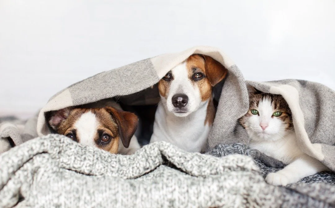 Impactul frigului asupra animalelor de companie:&nbsp;ce probleme pot apărea iarna și cum pot fi prevenite