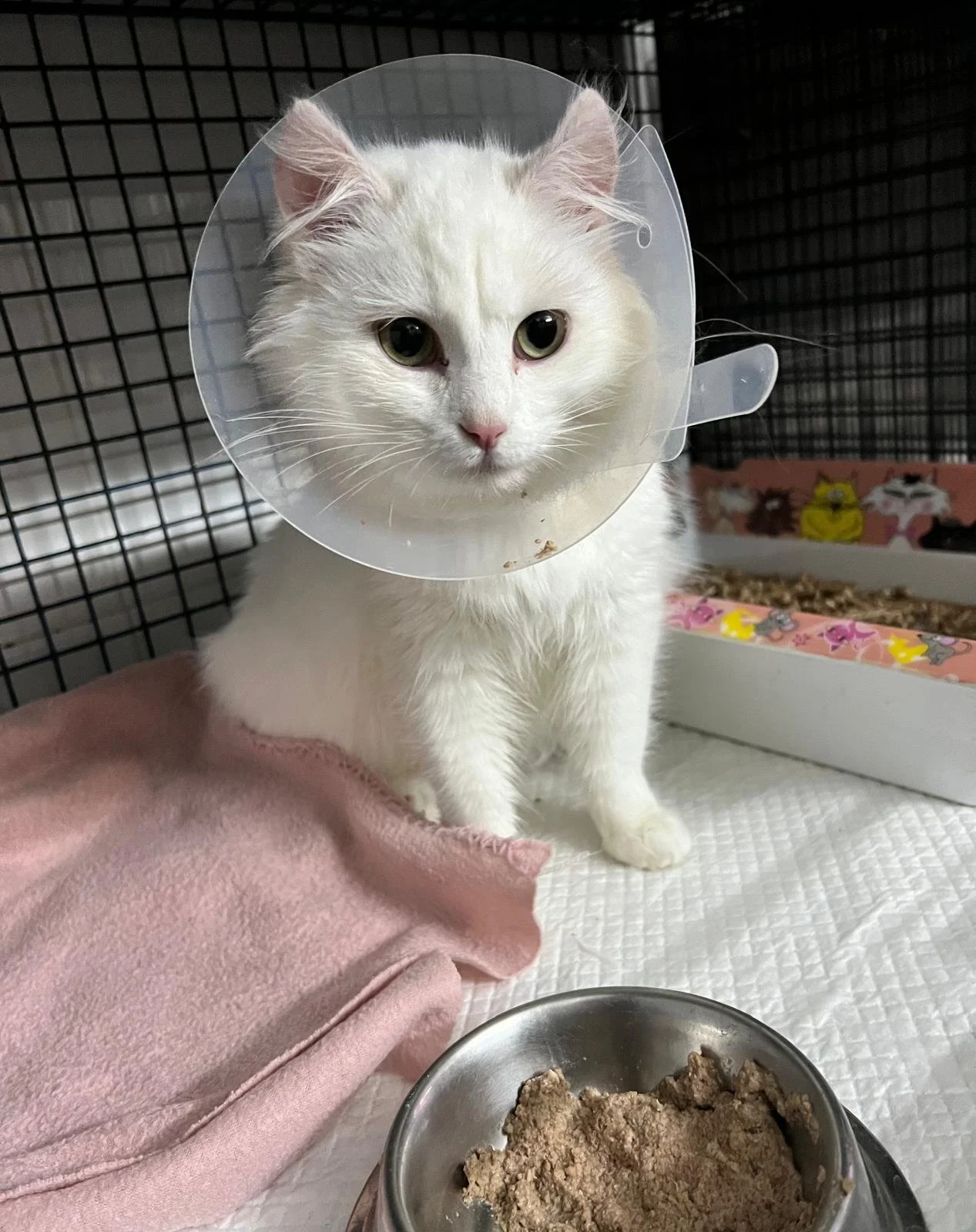 Nutriție și recuperare post-chirurgicală pentru câini și pisici: ghid complet pentru o vindecare mai rapidă