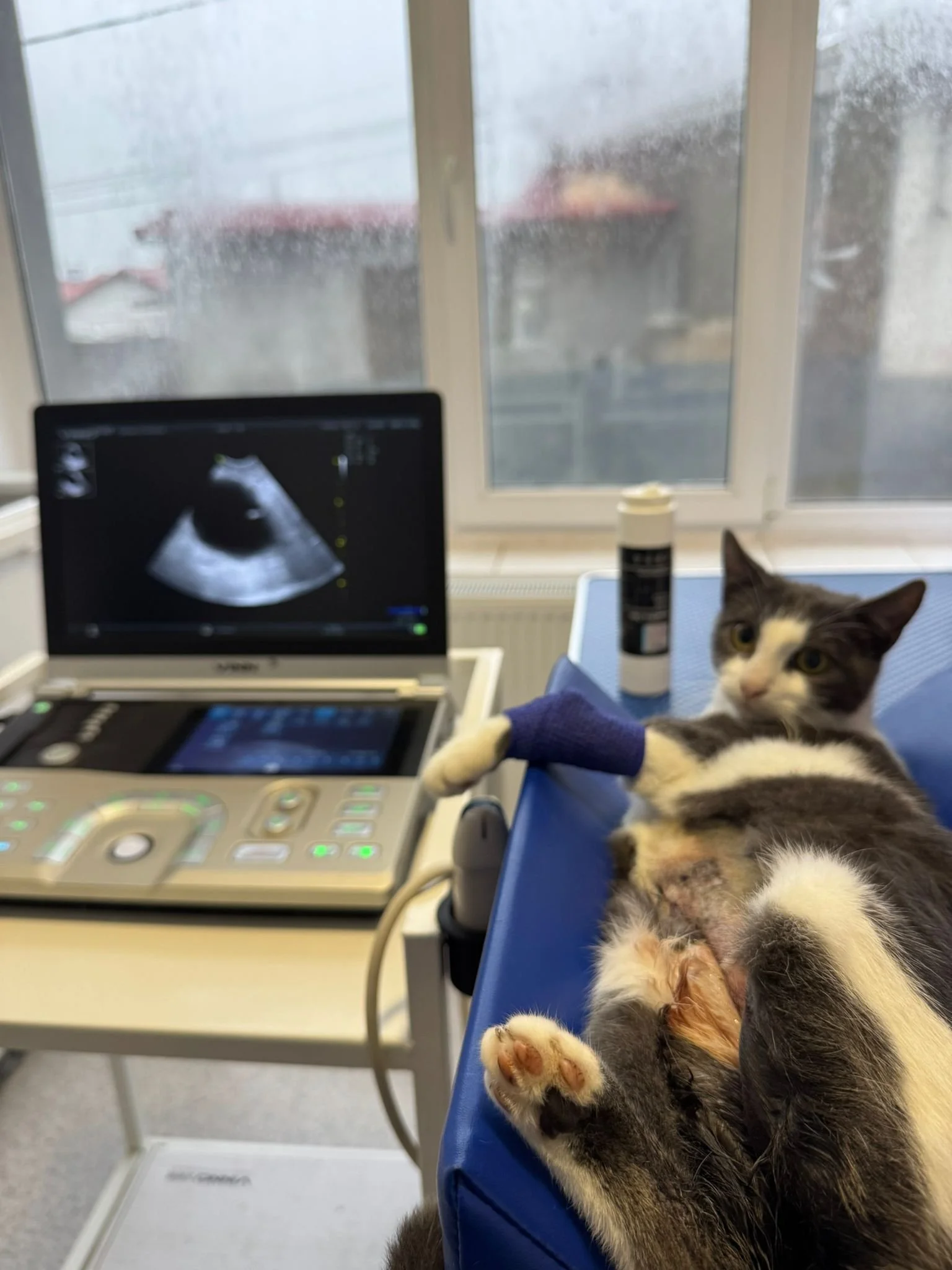 Când este recomandată ecografia toracică pentru câini și pisici