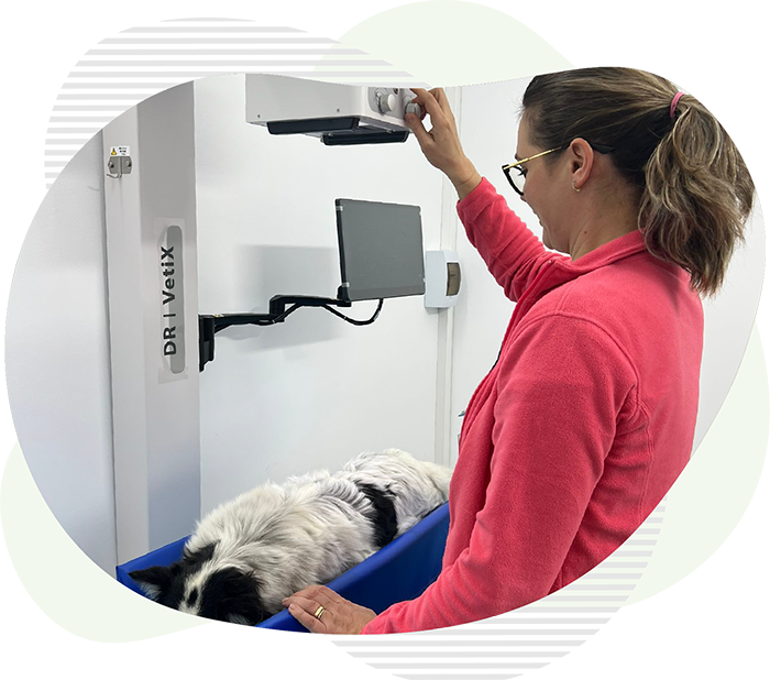 Radiologie veterinara la clinica Vasi-Vet Botosani