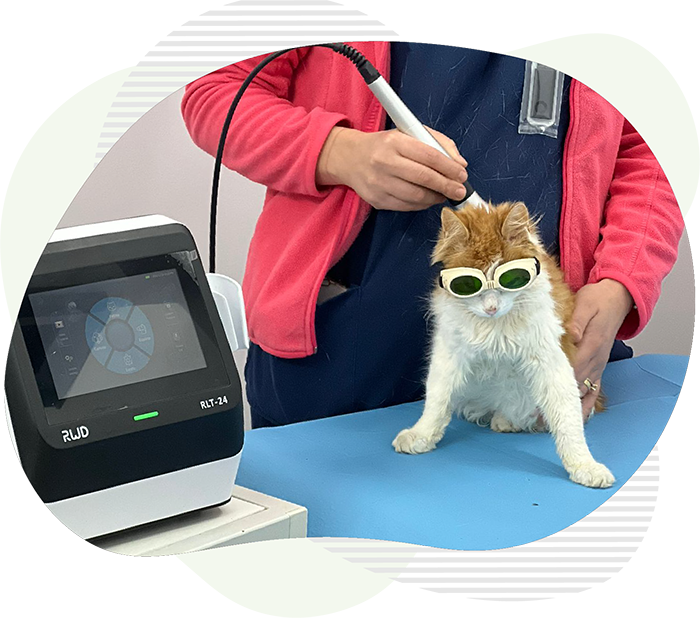 Laserterapie pisica la clinica veterinara Vasi-Vet Botosani